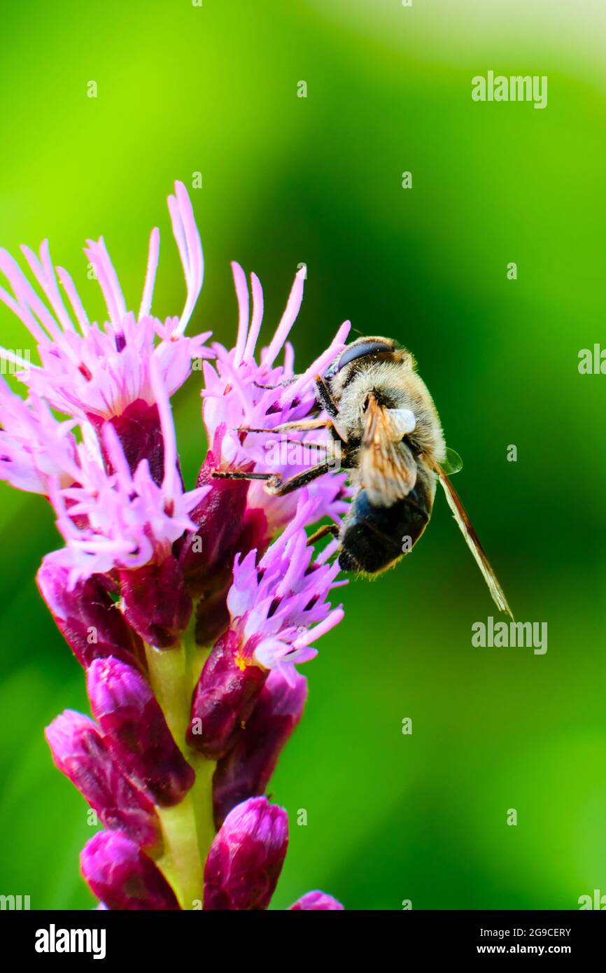 L'abeille occidentale pollinise l'étoile dense et flamboyante Banque D'Images