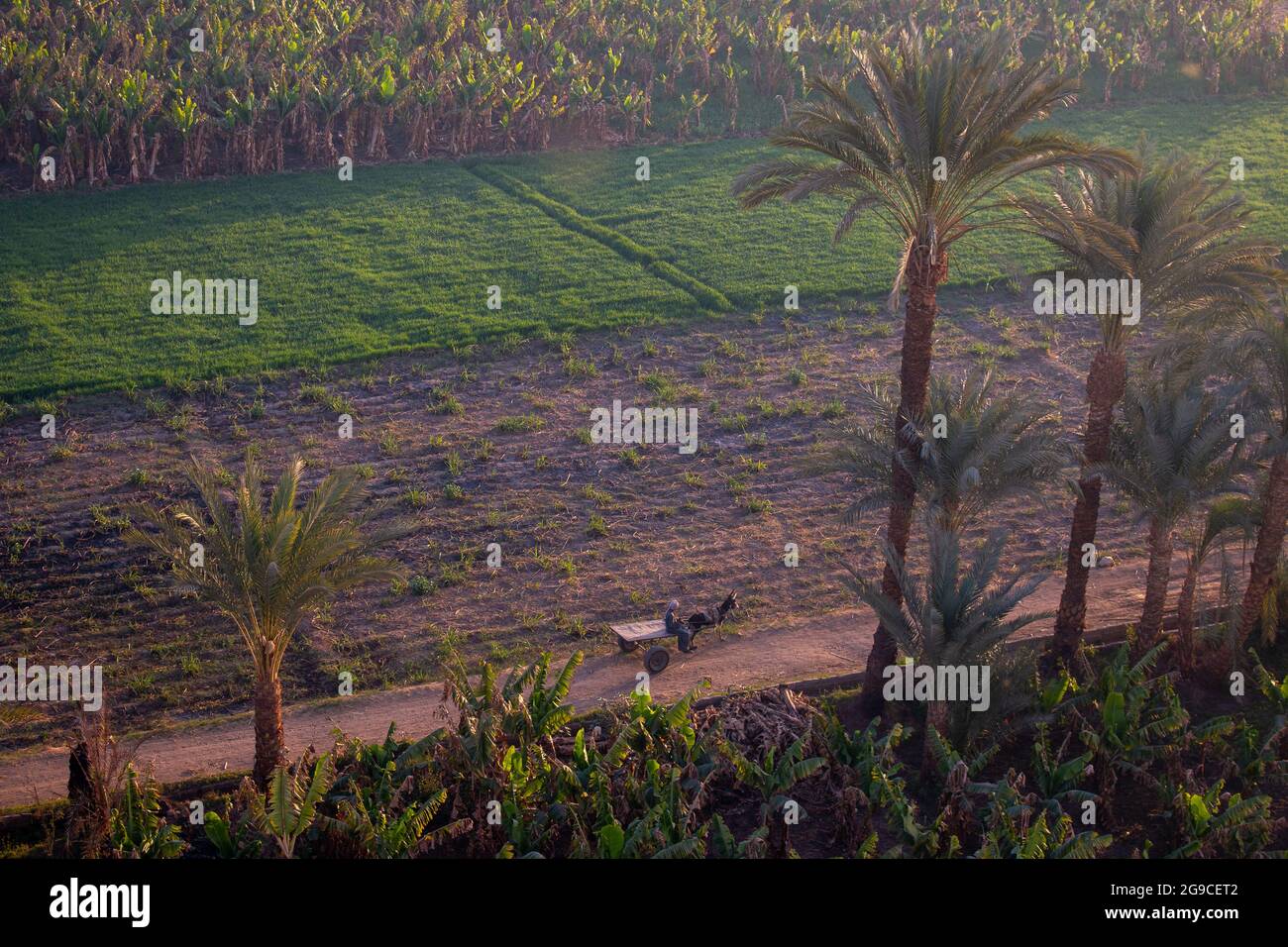 Un minuscule âne avec un wagon, vue d'un vol en montgolfière près de Louxor, Egypte Banque D'Images