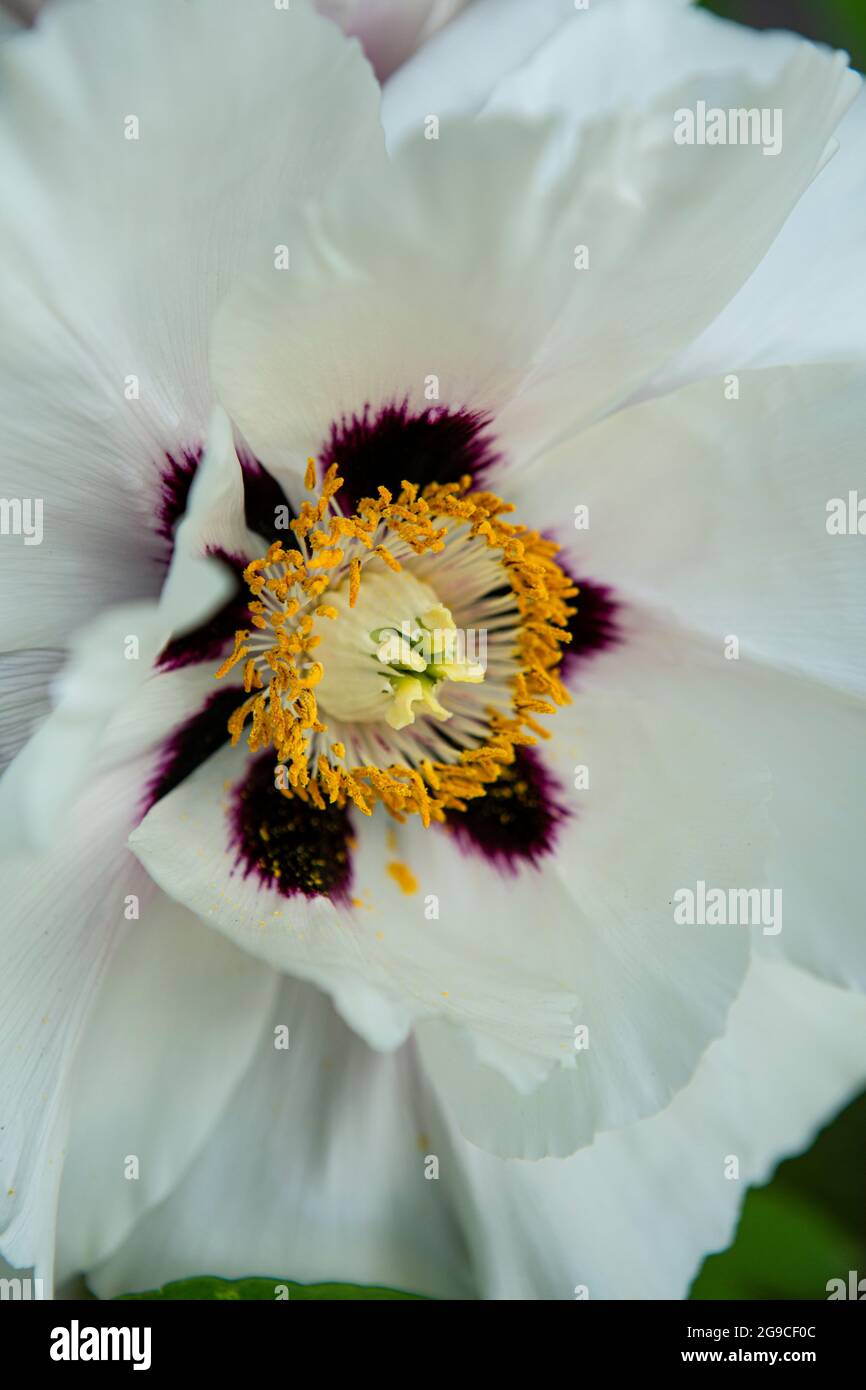 Pivoine arbustive en fleurs de près. Pivoine rose des fleurs dans le jardin, floral background. Dans l'abeille de fleurs de printemps. Banque D'Images