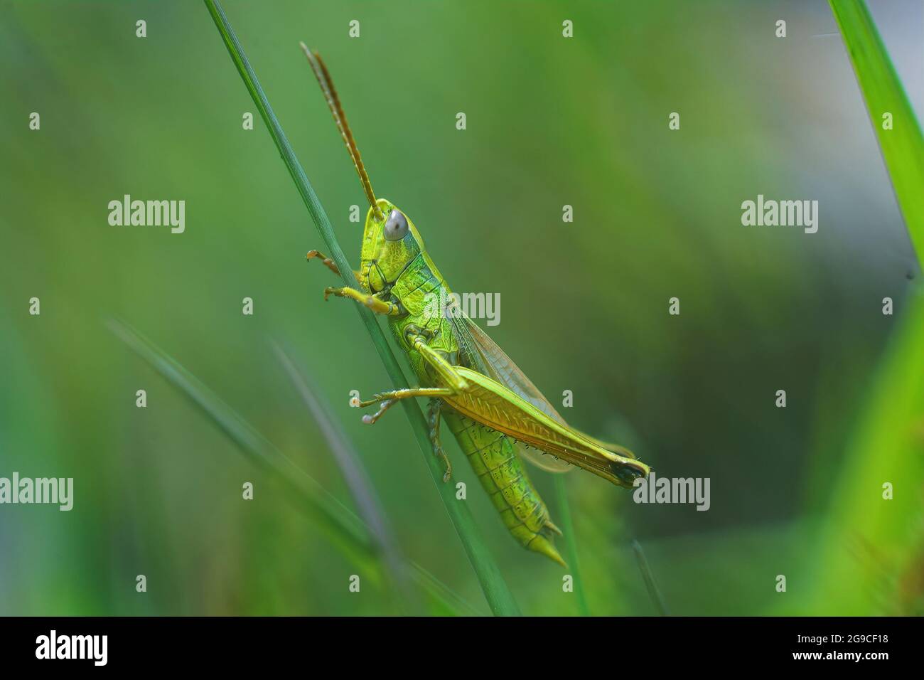 Un cliché sélectif d'un grand sauterelle d'or mâle adulte Banque D'Images