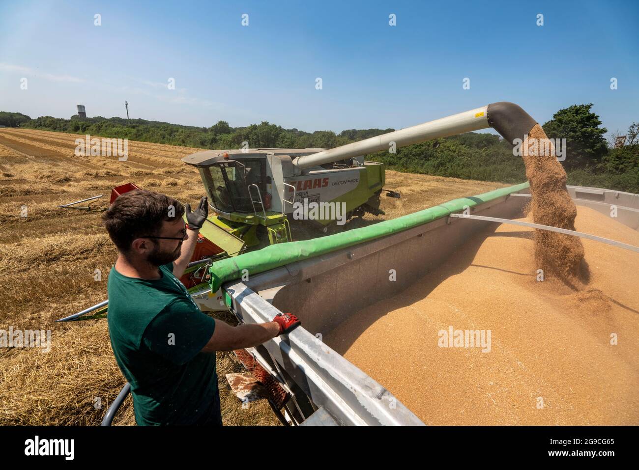 Agriculture, récolte de céréales, blé, moissonneuse-batteuse récolte dans un champ de blé, trémie à grain vidée dans une remorque, près de NiederkrŸchten, NRW, G. Banque D'Images