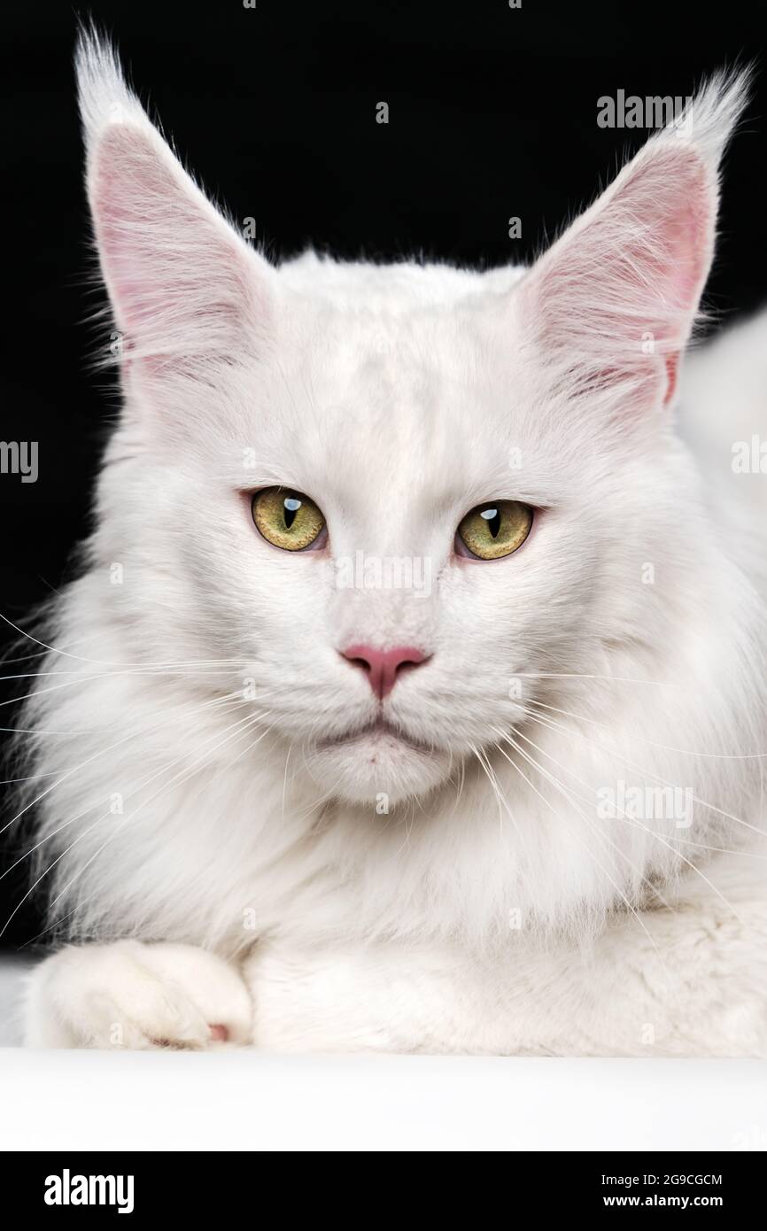 Race De Chat Blanc Maine Coon Cat Animal Domestique Couche Et Regardant L Appareil Photo Sur Fond Noir Et Blanc Portrait De La Foret Americaine De Poils Longs Cat Photo Stock Alamy