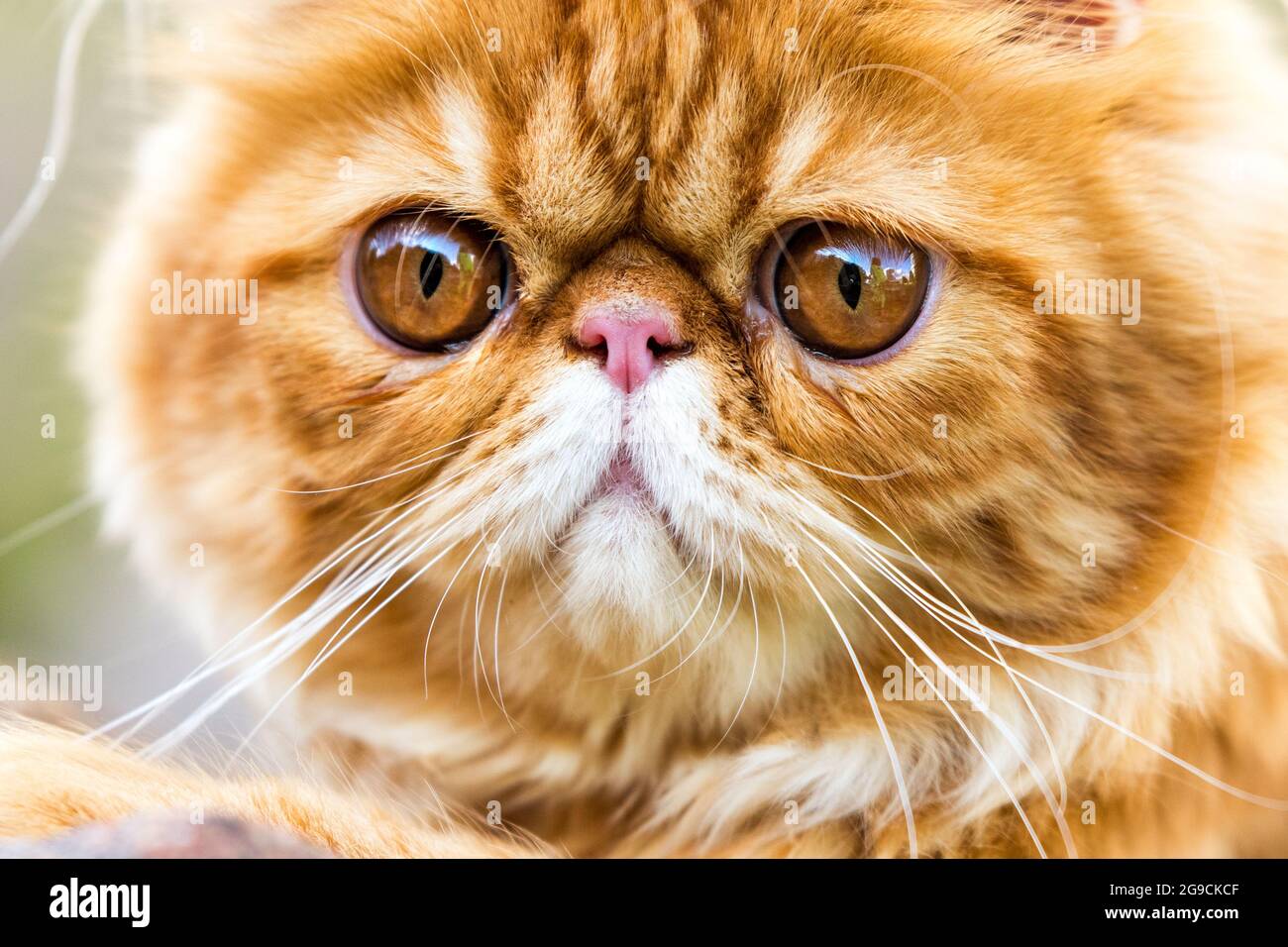 Portrait De Chat Persan Rouge Avec De Grands Yeux Ronds Orange Photo Stock Alamy