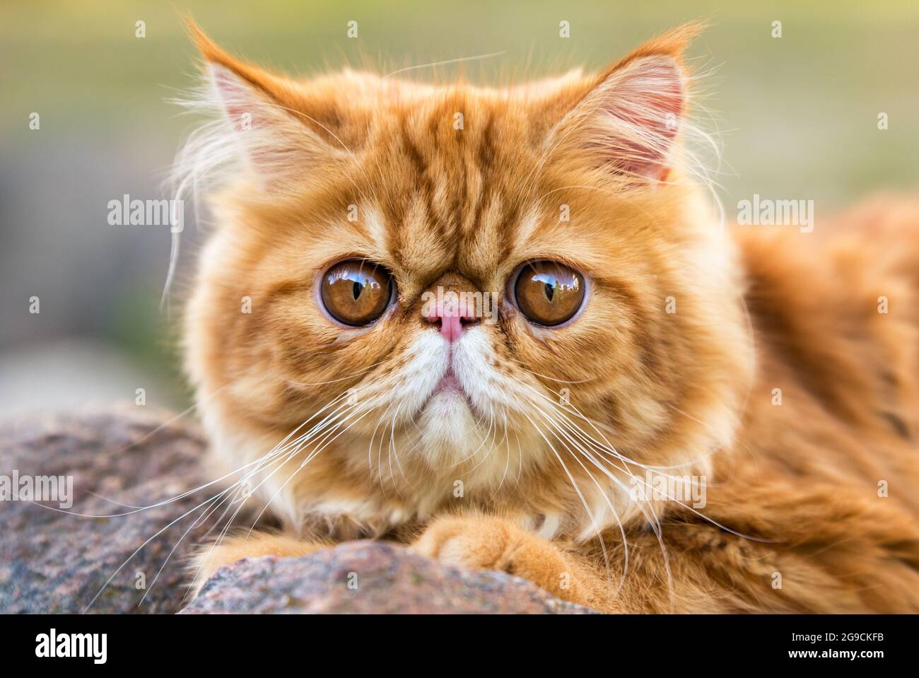 Portrait De Chat Persan Rouge Avec De Grands Yeux Ronds Orange Photo Stock Alamy