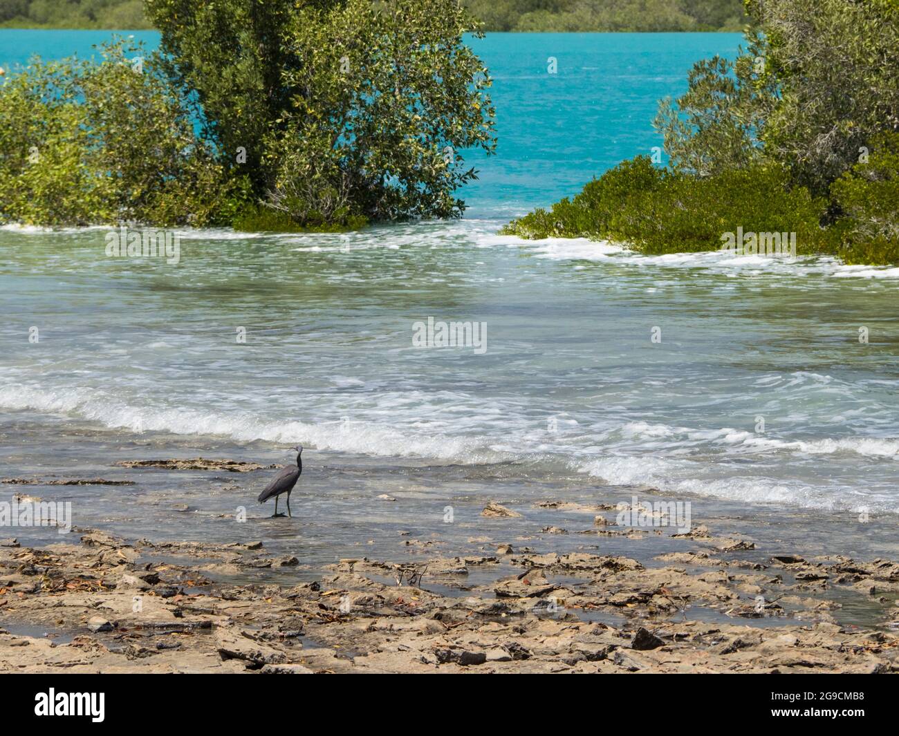 Egretta sacra (Eastern Reef Egret Dark Morph) au bord des eaux, près des mangroves, Willie Creek, Dampier Peninsula, Australie occidentale Banque D'Images