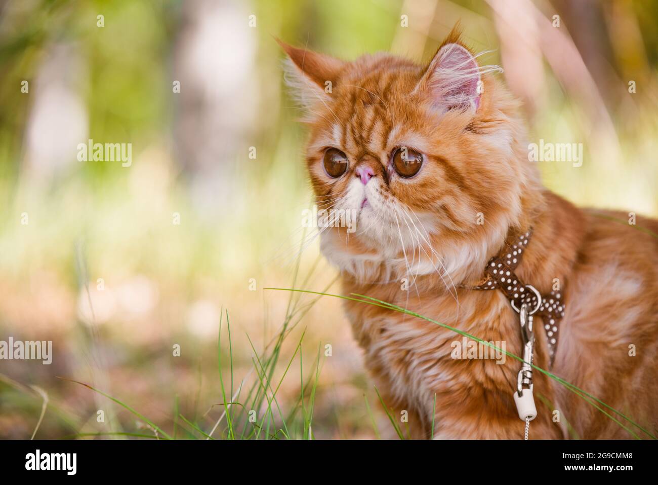 Portrait de chat persan rouge avec une laisse marchant dans la cour. Banque D'Images