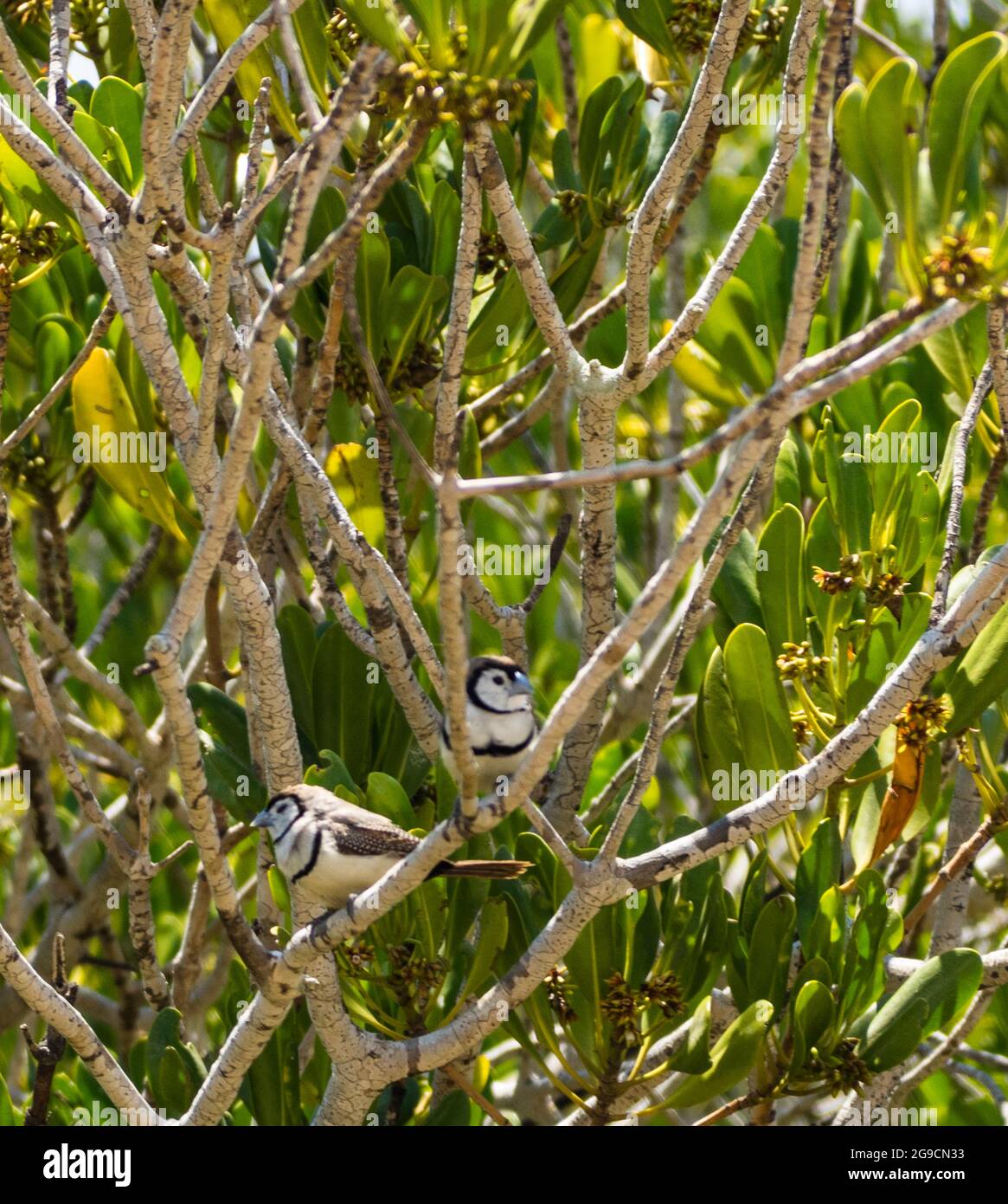Une paire de finches à double barré (Taeniopygia bichenovii) perchées dans un mangrove au-dessus de Willie Creek, péninsule de Dampier, Australie occidentale Banque D'Images