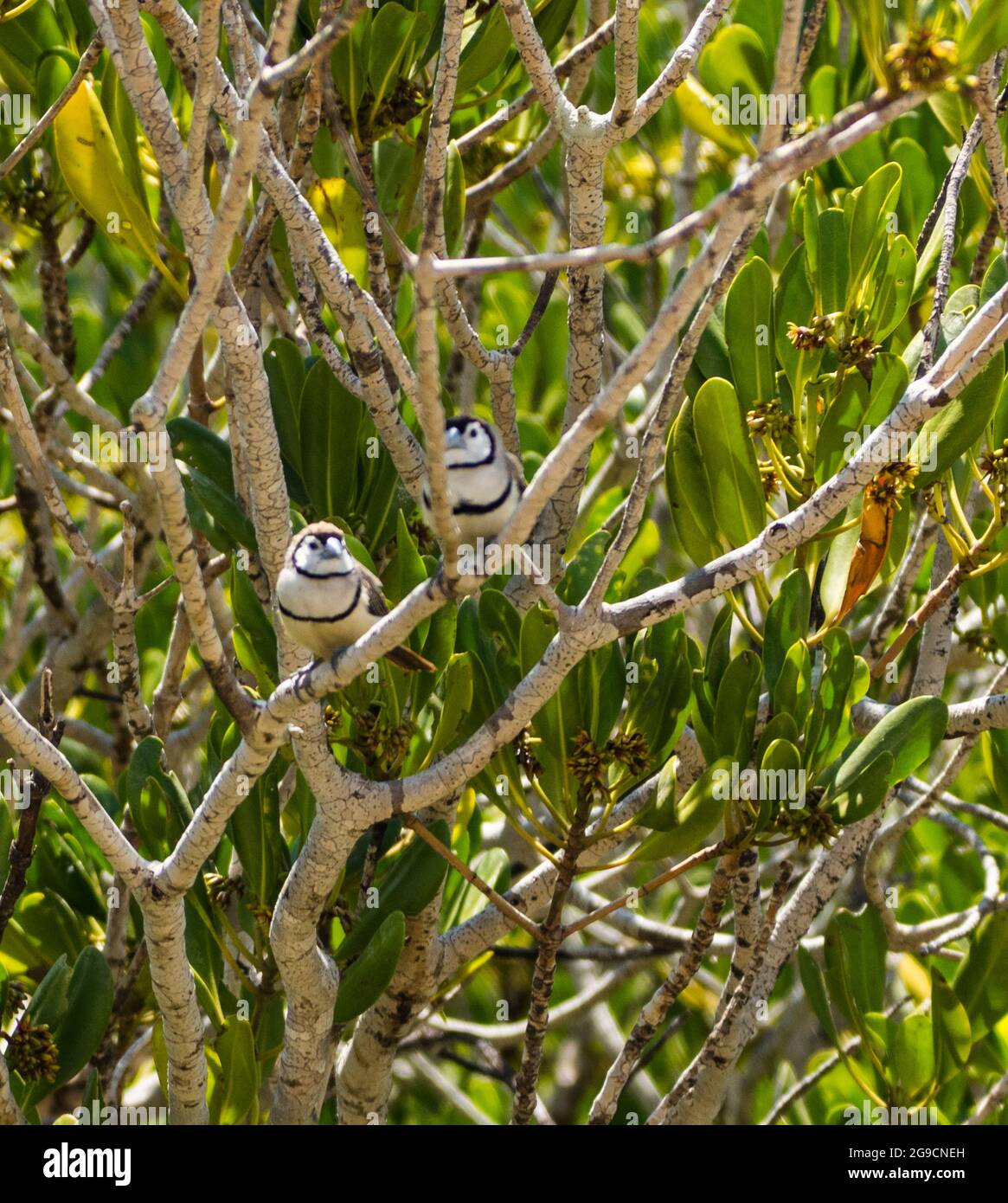 Une paire de finches à double barré (Taeniopygia bichenovii) perchées dans un mangrove au-dessus de Willie Creek, péninsule de Dampier, Australie occidentale Banque D'Images