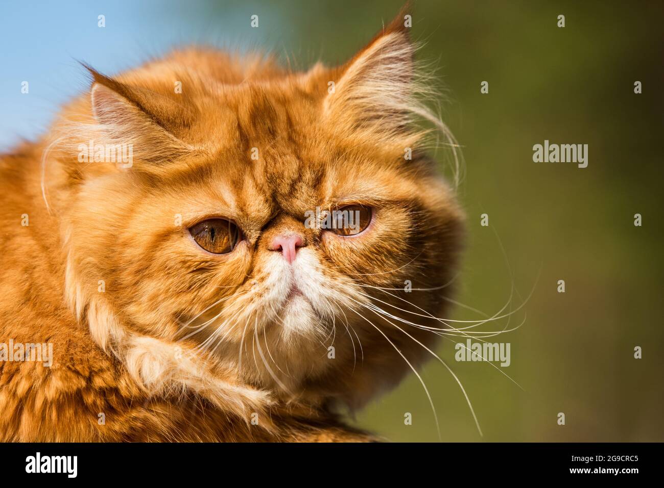 Portrait De Chat Persan Rouge Avec Grands Yeux Orange Photo Stock Alamy