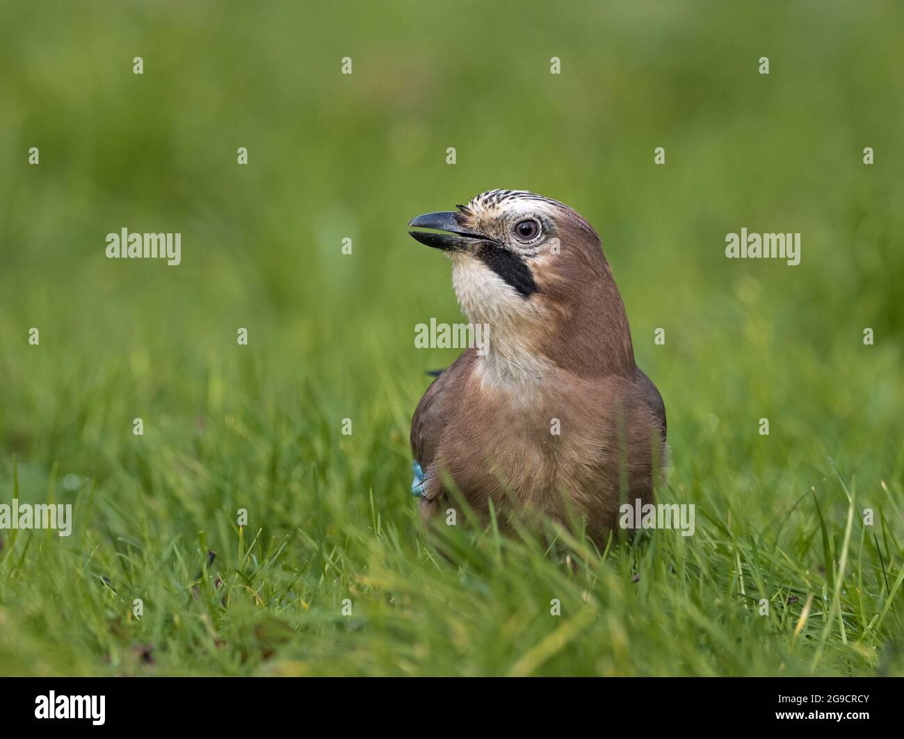 Geai eurasien (Garrulus glandarius), assis dans l'herbe, Cambridgeshire, Angleterre Banque D'Images