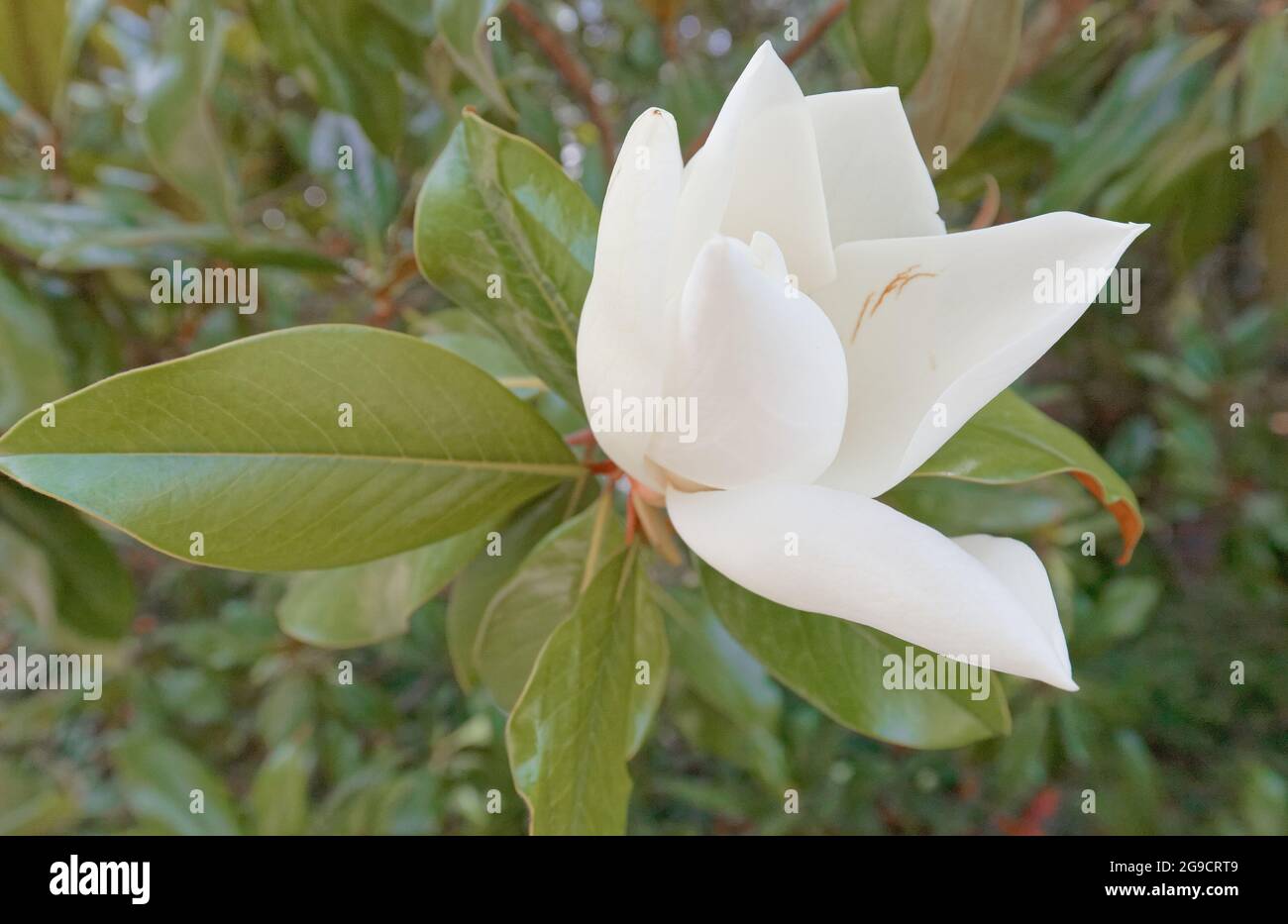 Le gros plan de la belle fleur de magnolia blanche Banque D'Images