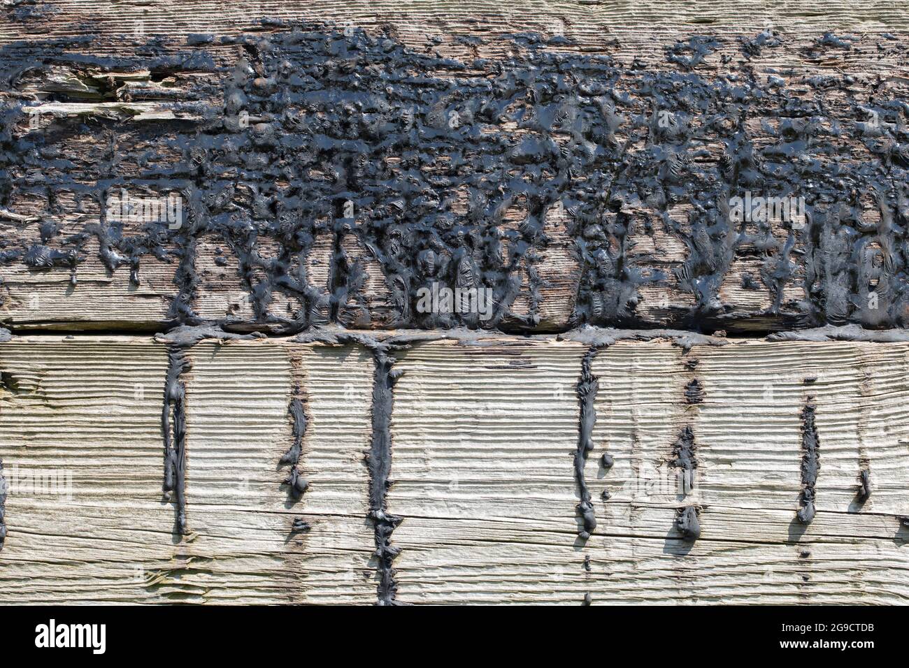 Goudron fondu, maintenant sec, ayant séché sur des traverses de chemin de fer en bois abîmés, avec des anneaux de croissance annuels variables en contraste. Banque D'Images