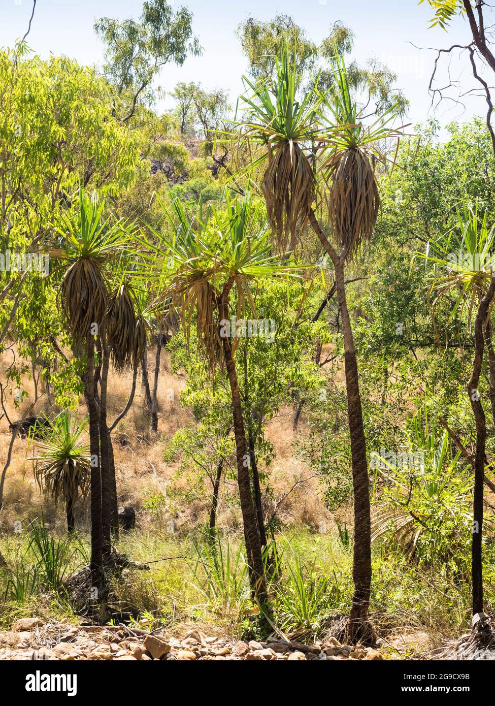 Les palmiers de pandanus (Screw) londent la piste de randonnée jusqu'à Bell gorge, Gibb River Road, Kimberley, Australie occidentale. Banque D'Images