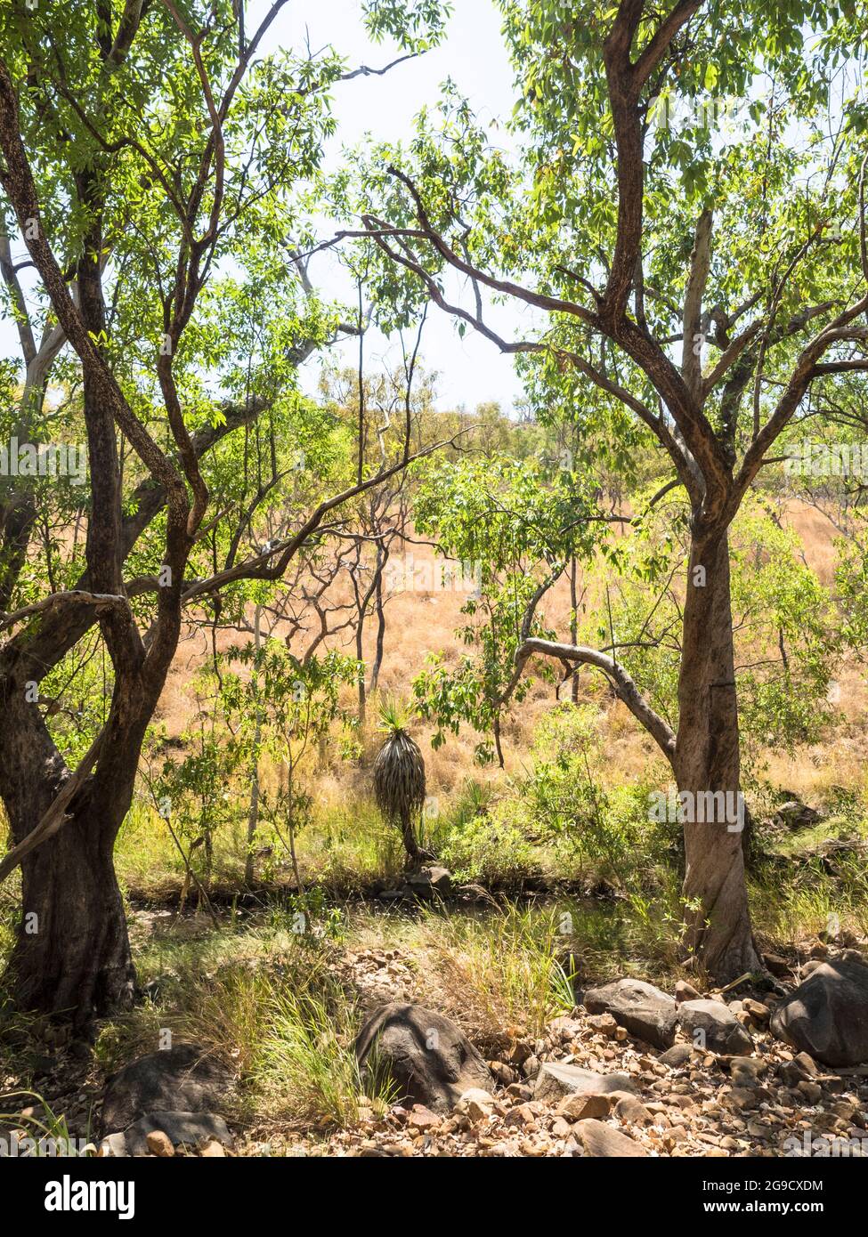Le long de la piste de randonnée vers Bell gorge, Gibb River Road, Kimberley, Australie occidentale, s'étend sur des arbres et des forêts de savane. Banque D'Images