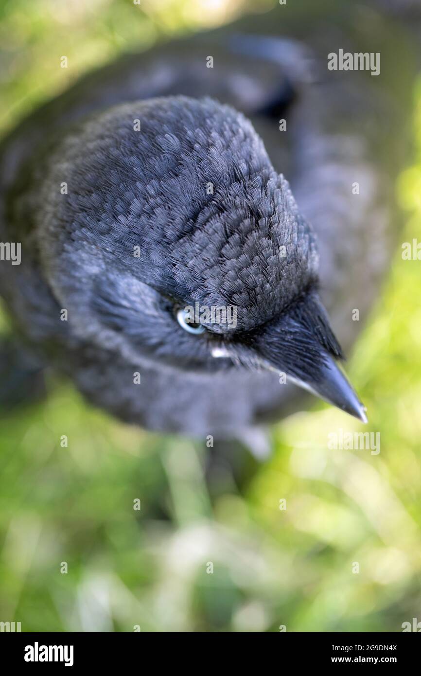 Jackdaw (Corvus monedula). Juvénile. Jeune oiseau naissant. Membre de la famille du corbeau. Passerine. Vue dorsale, dessus de la tête. Affichage de f Banque D'Images