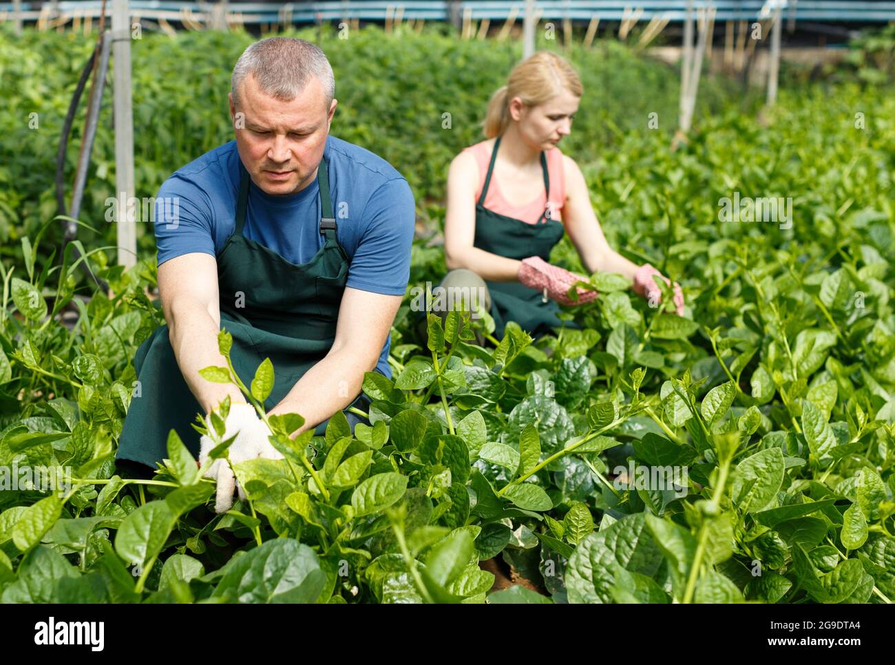 L'homme et la femme horticultes organisant des épinards de vigne Banque D'Images