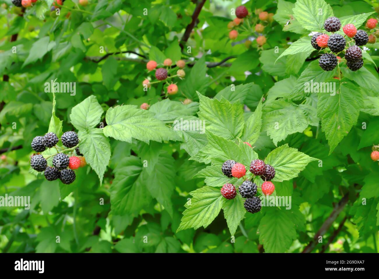 Une brousse de mûres, juteuse de baies noires sur un terrain de jardin. Mise au point sélective. Banque D'Images