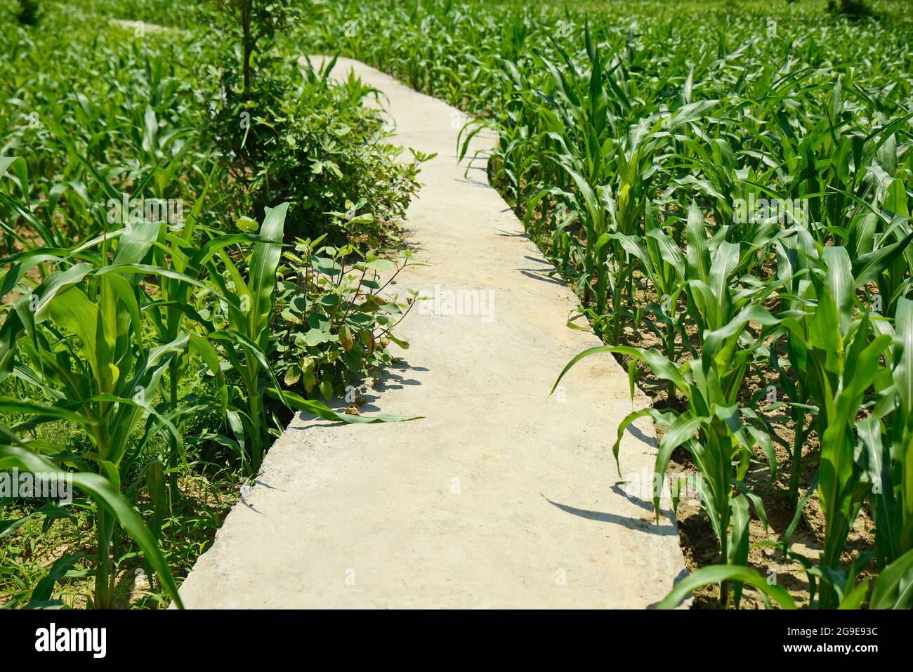 Long et sinueux route Gravel entre champs de maïs dans un village Banque D'Images