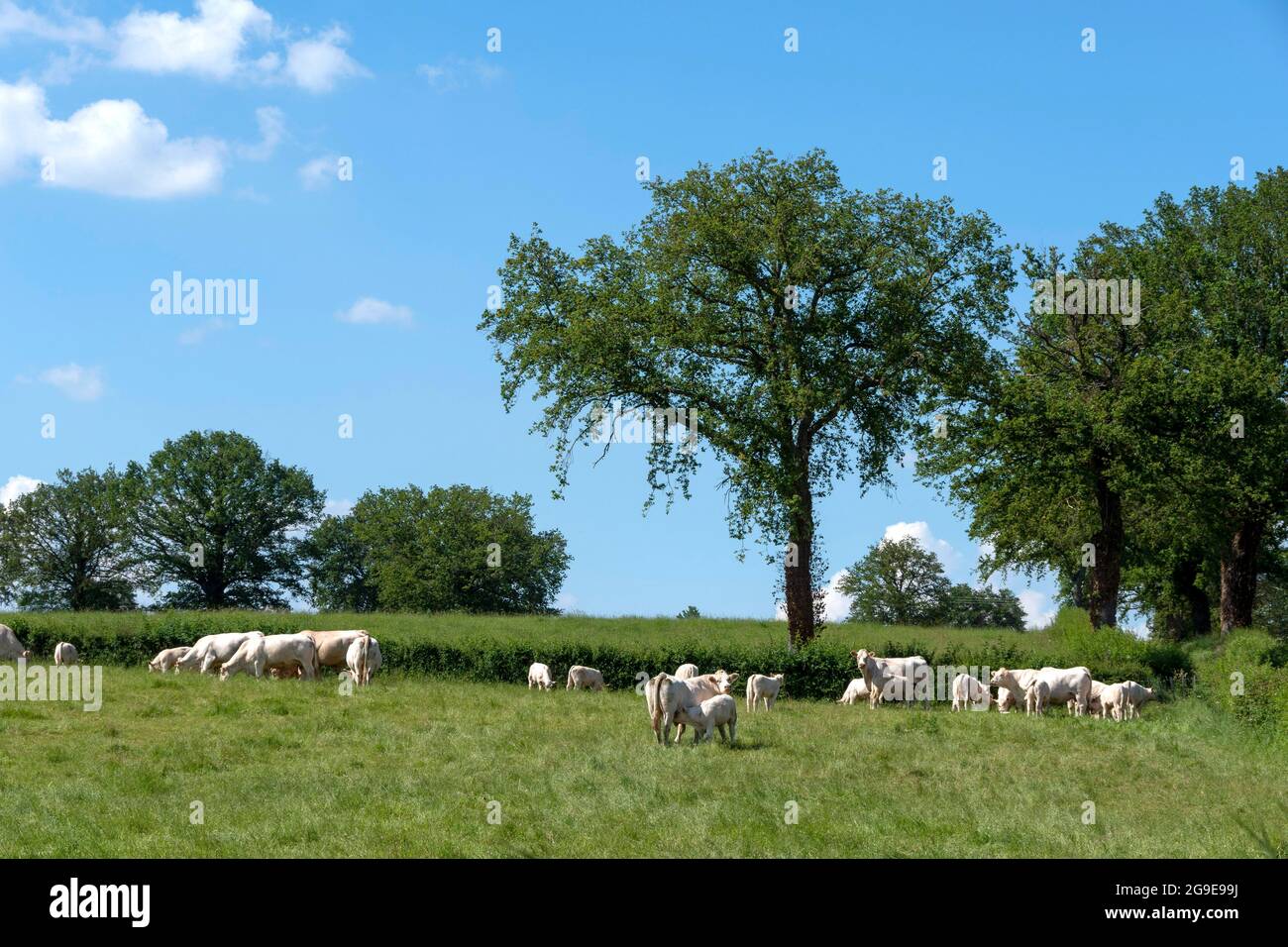 Vaches dans un champ à Bourbonnais bocage. Allier. Auvergne Rhône Alpes. France Banque D'Images