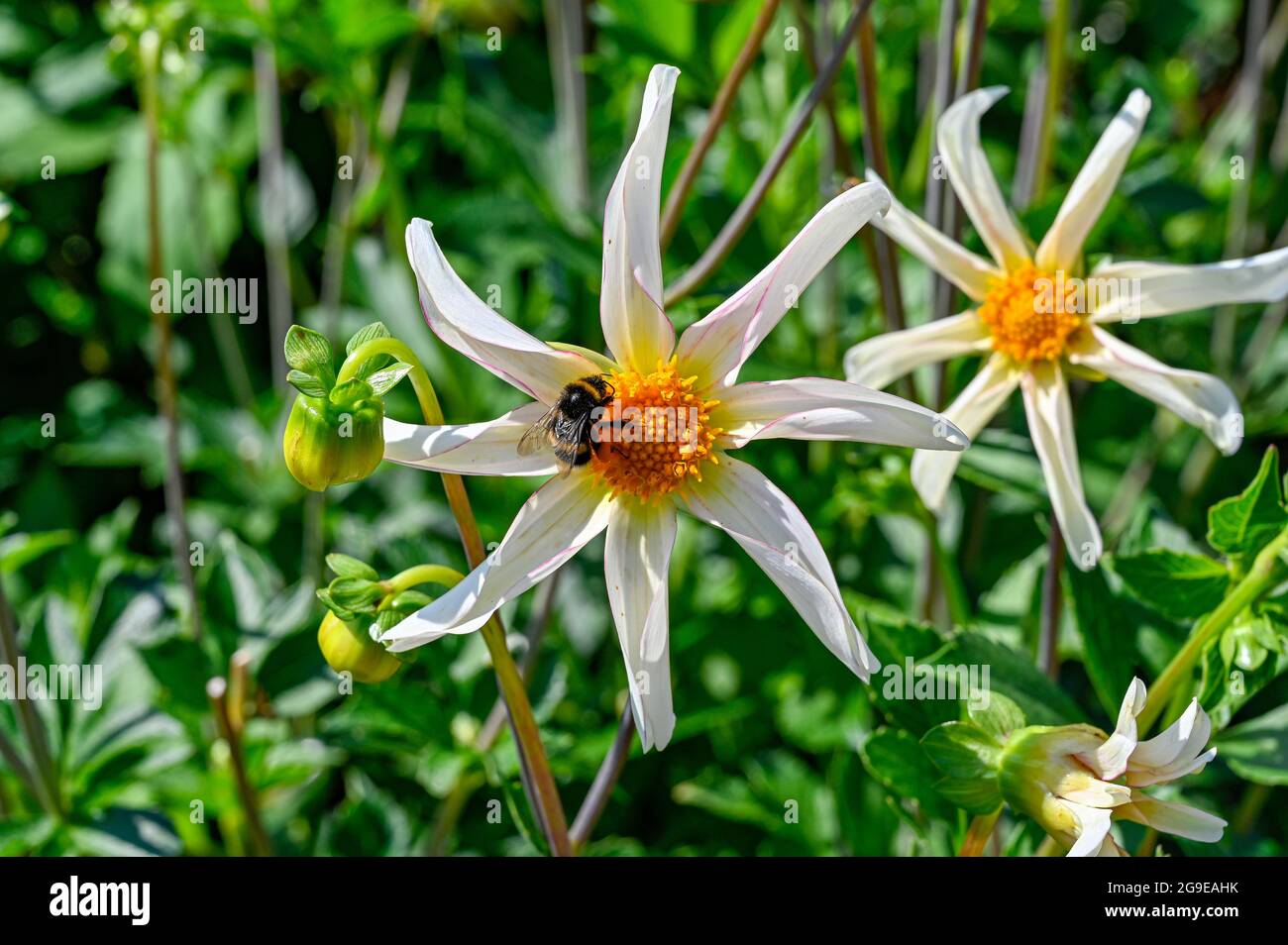 Bumblebee sur beau blanc et jaune fleur Honka fragile Banque D'Images