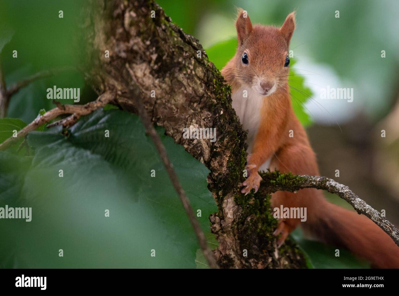 Munich, Allemagne. 26 juillet 2021. Un écureuil est assis dans un arbre. Credit: Sven Hoppe/dpa/Alay Live News Banque D'Images