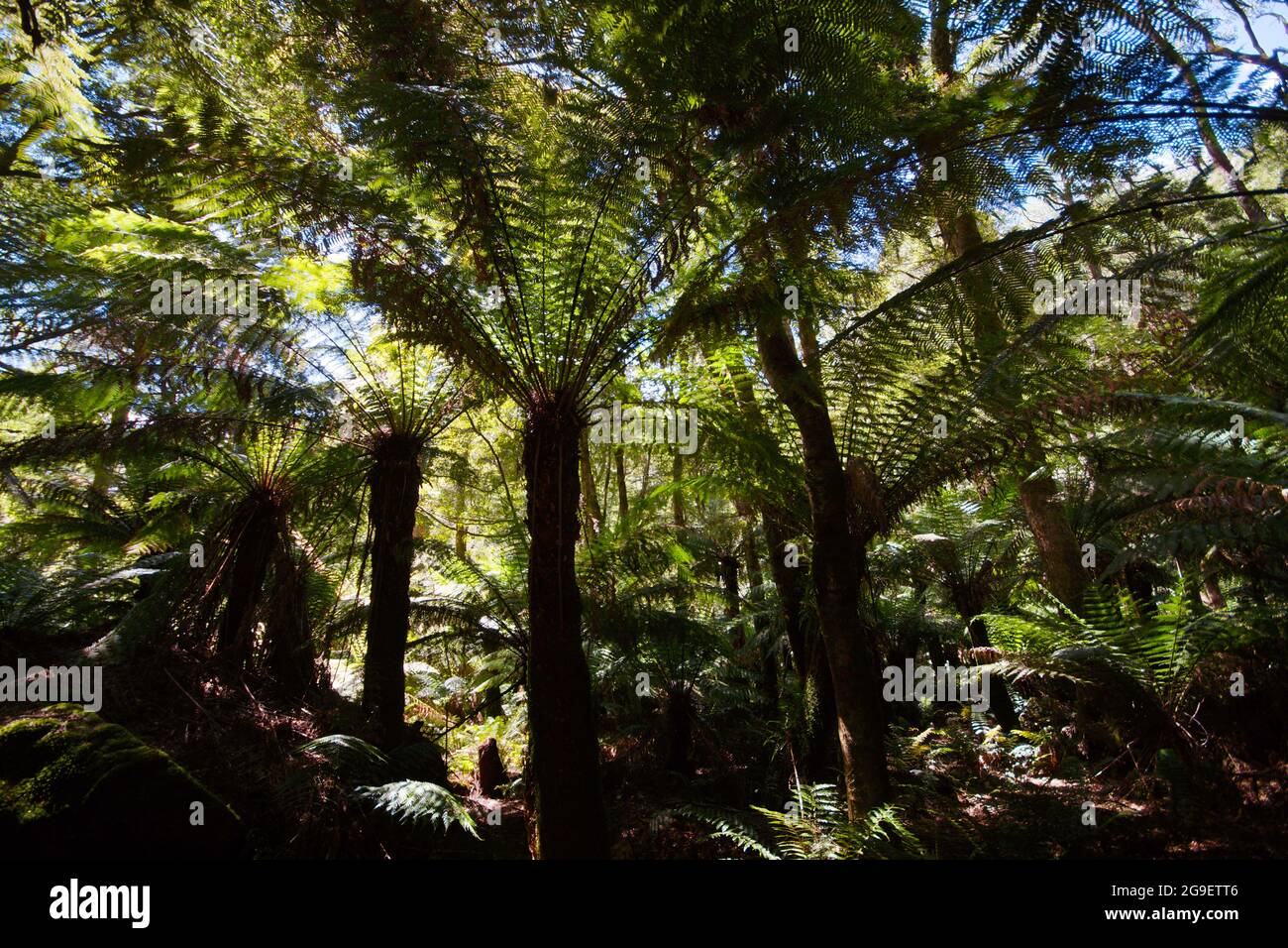 Fougères géantes (Dicksonia antarctique) dans la forêt tropicale tempérée, St Columba Falls, Tasmanie, Australie Banque D'Images