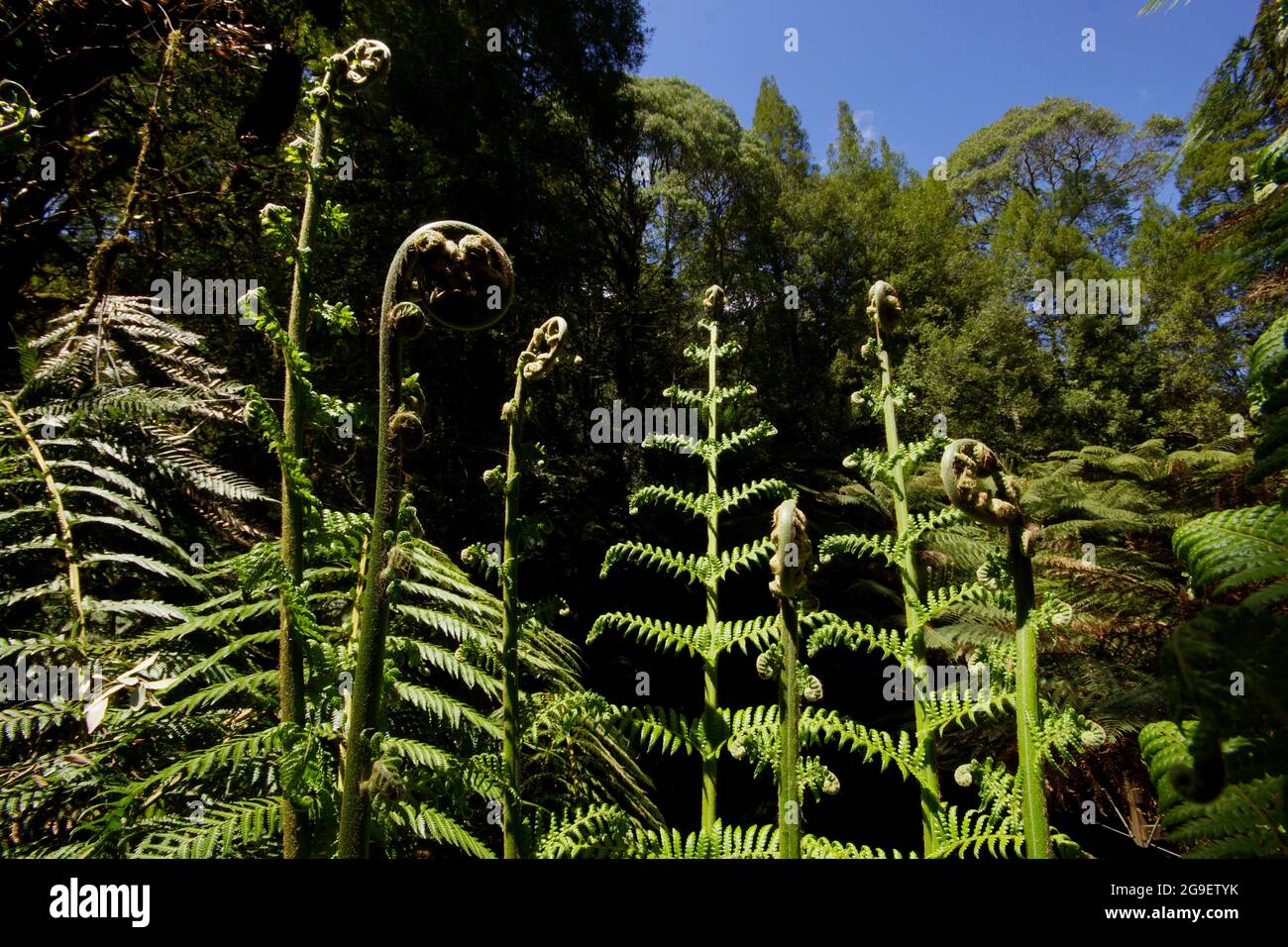 Feuilles de fougères géantes (Dicksonia antarctique), St Columba Falls, Tasmanie, Australie Banque D'Images