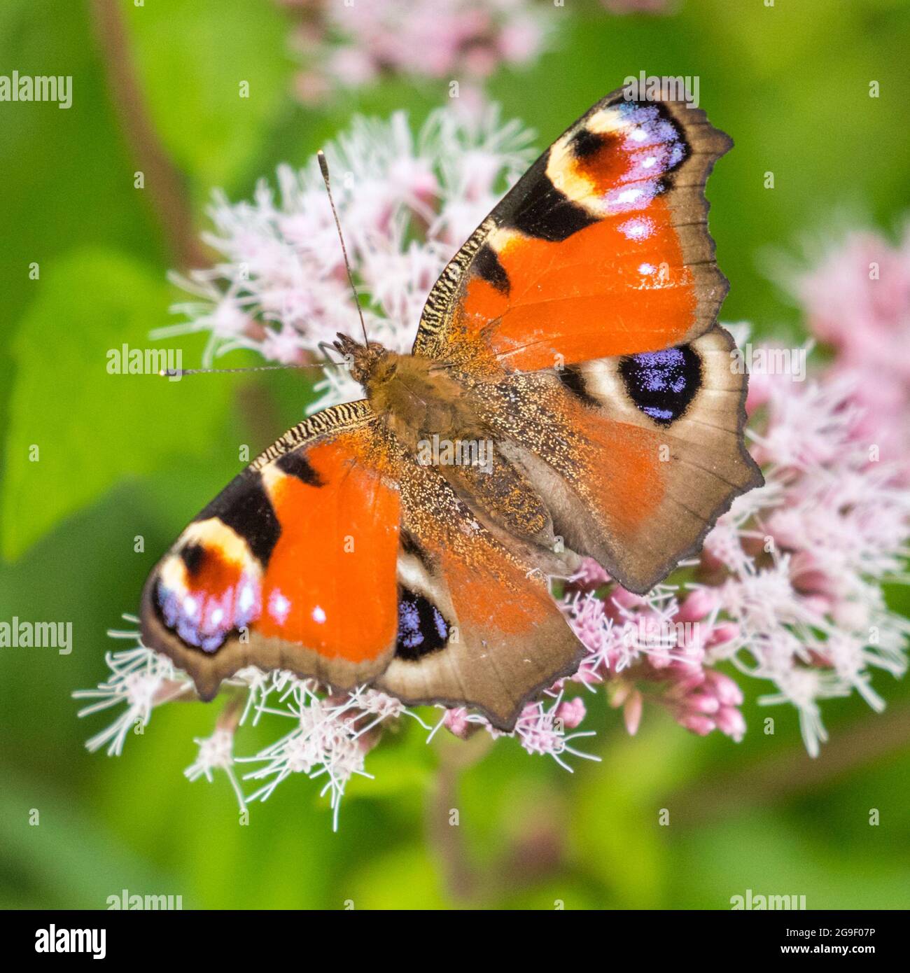 Haltern, NRW, Allemagne. 25 juillet 2021. Un Peacock Butterfly (aglais io) coloré, déploie ses ailes sur une fleur rose sous un beau soleil à mesure que le temps chaud et d'été revient. Credit: Imagetraceur/Alamy Live News Banque D'Images