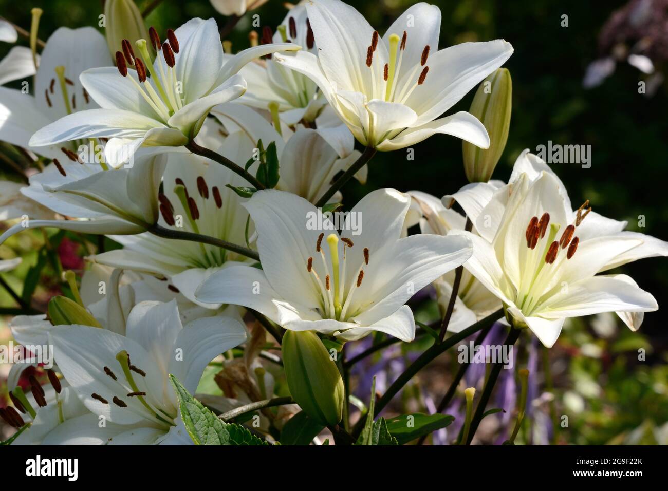 Lilium Navona Lily navona Asiatic Lily Lilium Navona blanc lilyflowers Banque D'Images