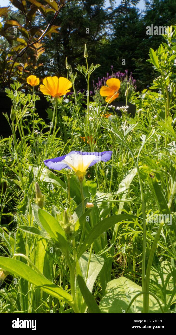 Fleurs sauvages Patch avec des fleurs colorées dans le jardin pris un jour ensoleillé Banque D'Images