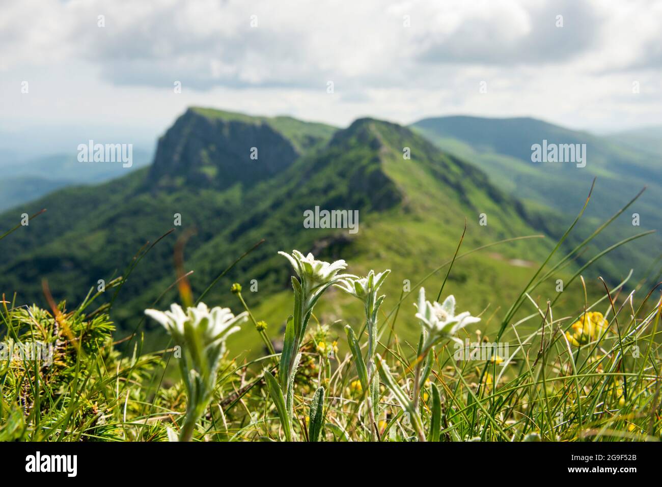 Leontopodium alpinum subsp. Nivalis edelweiss espèces de fleurs protégées dans la réserve de biosphère UNESCO du mur de Chamois, Balkans centraux, Bulgarie, Europe Banque D'Images