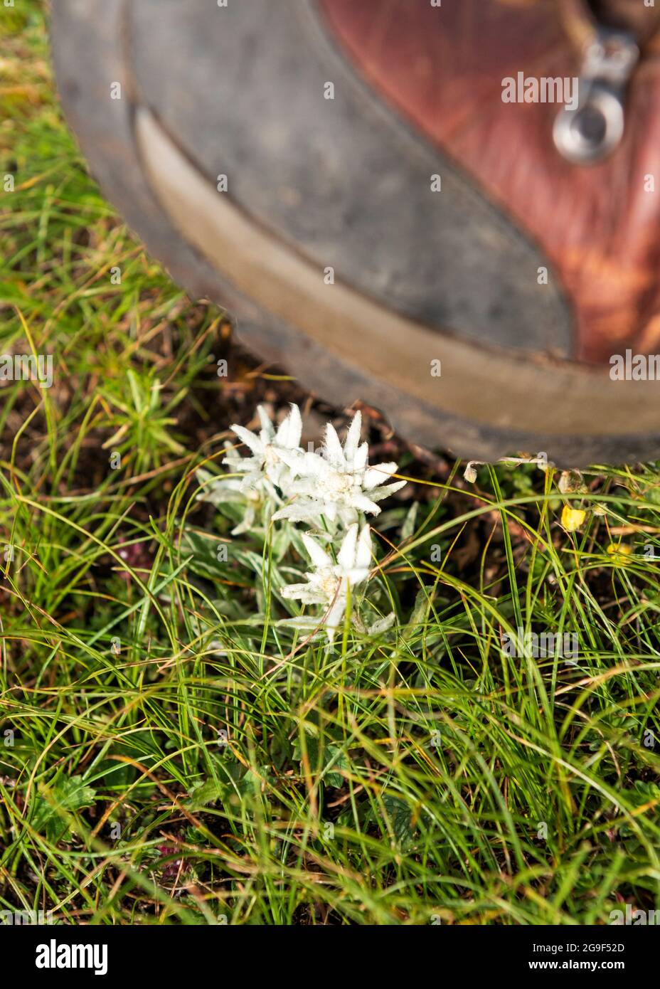 Leontopodium alpinum subsp. Nivalis edelweiss espèces de fleurs protégées à Kozya Stena Réserve de biosphère de l'UNESCO, Balkans centraux, Bulgarie, Europe Banque D'Images