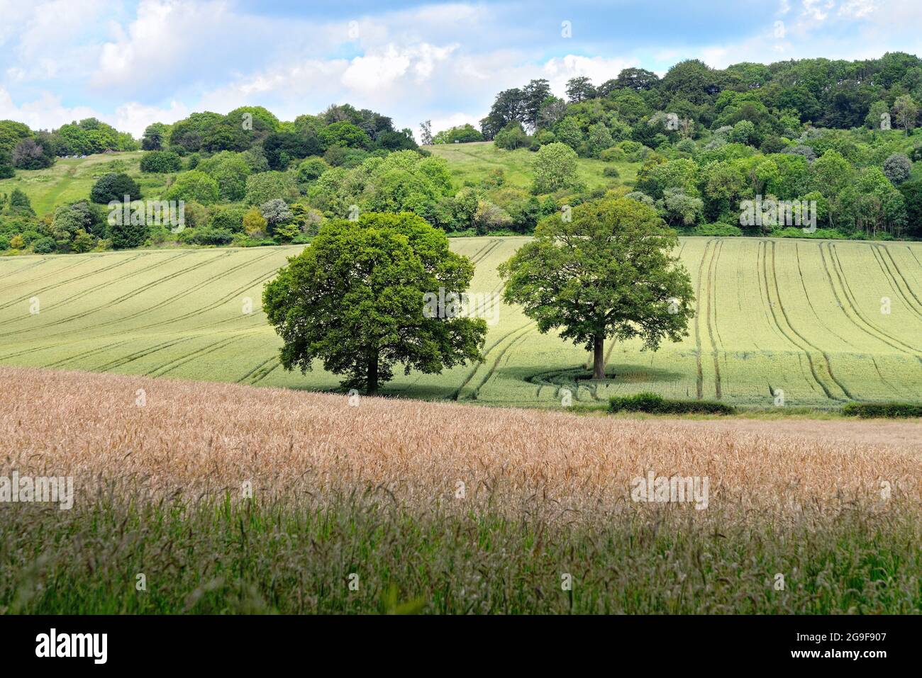 Deux chênes, Quercus robur entouré d'une culture de maïs en pleine croissance dans un champ de Newlands Corner Surrey Hills près de Guildford, Angleterre, Royaume-Uni Banque D'Images