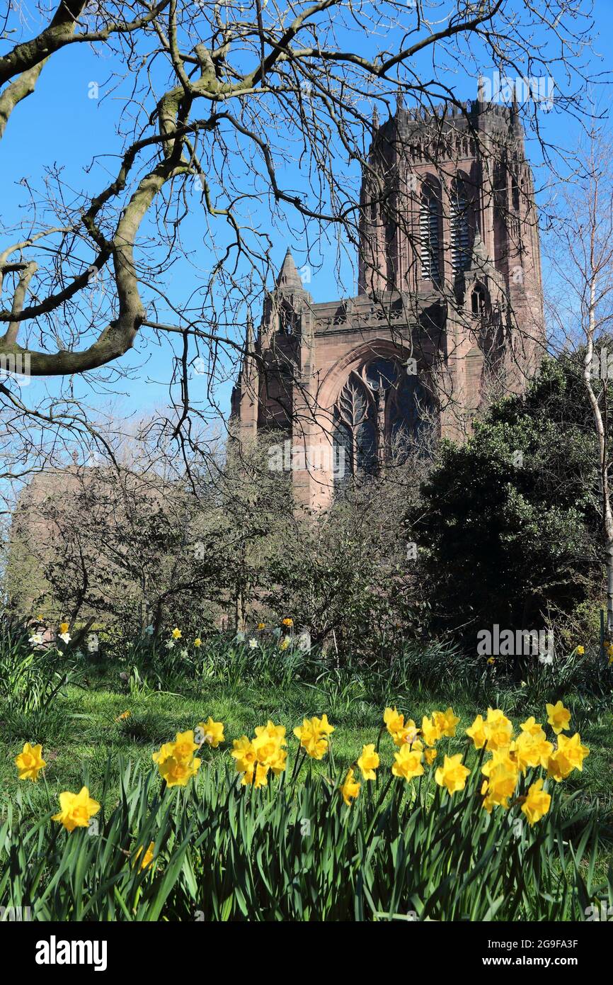 Cathédrale de Liverpool de l'église d'Angleterre. Site historique de la renaissance gothique. Vue du printemps avec fleurs de jonquilles. Banque D'Images