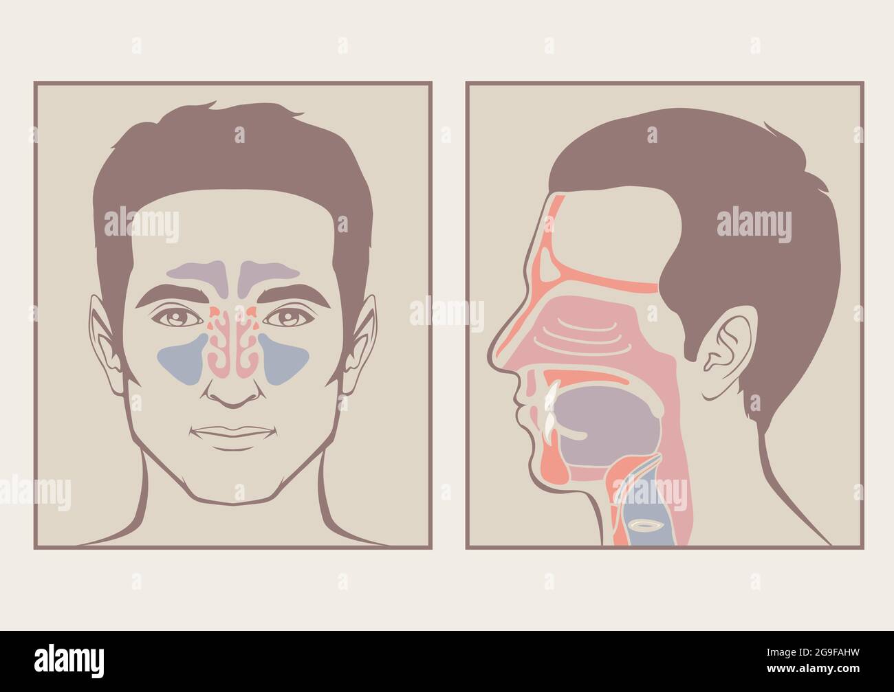 nez, anatomie de la gorge, bouche humaine, système respiratoire Illustration de Vecteur