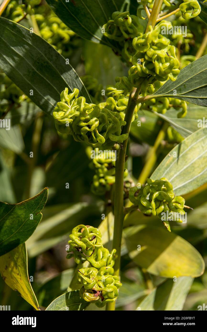 Feuilles et gousses de graines nouvellement formées de larmier à feuilles de velours, Acacia holocericea, dans le jardin du Queensland, en Australie, au printemps. Banque D'Images