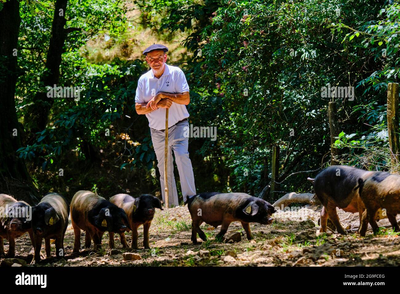 France, Pyrénées-Atlantiques (64), pays Basque, vallée des Aldudes, élevage de porcs basques de la race du magpie noir par Pierre Oteiza Banque D'Images