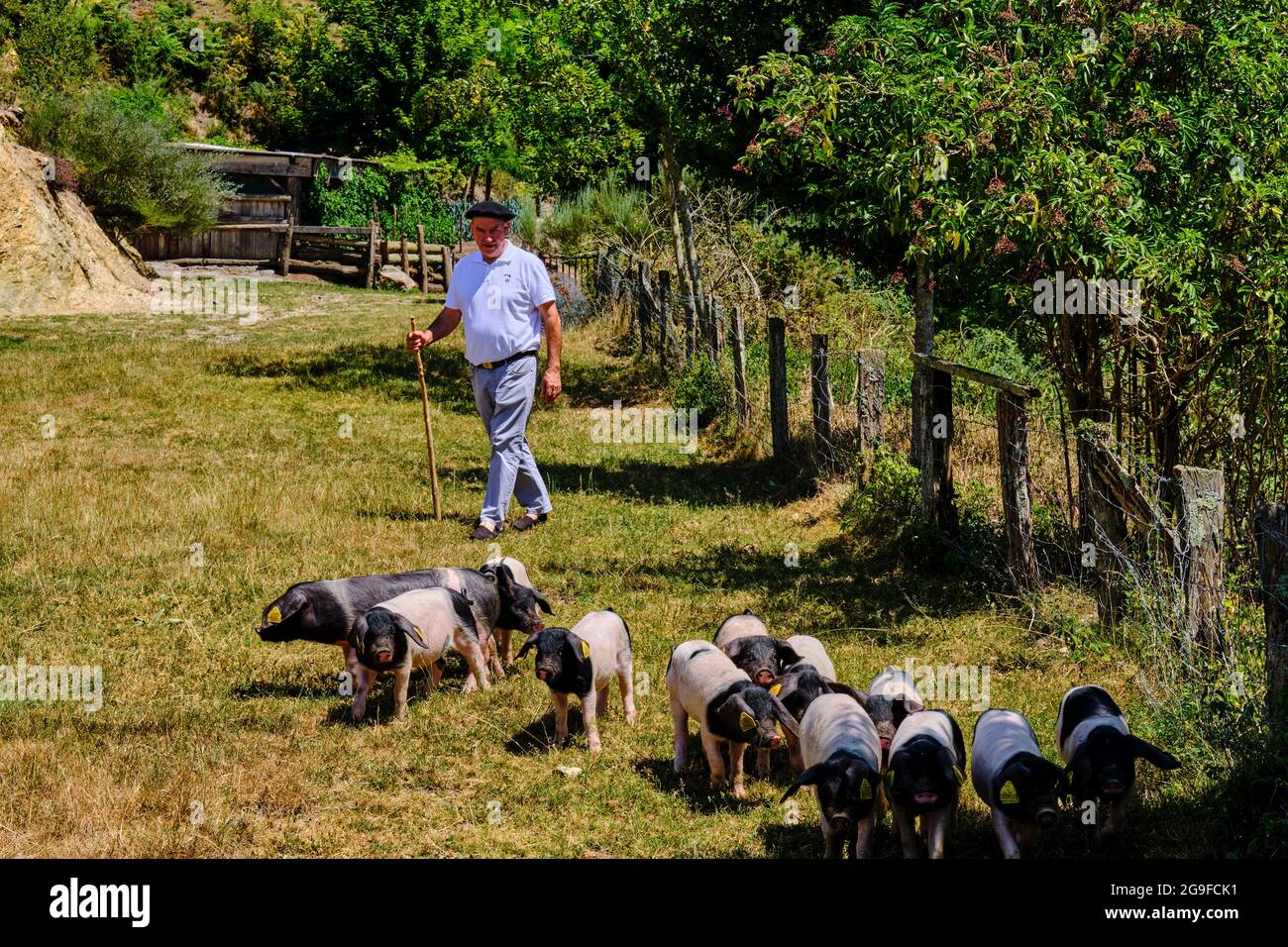 France, Pyrénées-Atlantiques (64), pays Basque, vallée des Aldudes, élevage de porcs basques de la race du magpie noir par Pierre Oteiza Banque D'Images