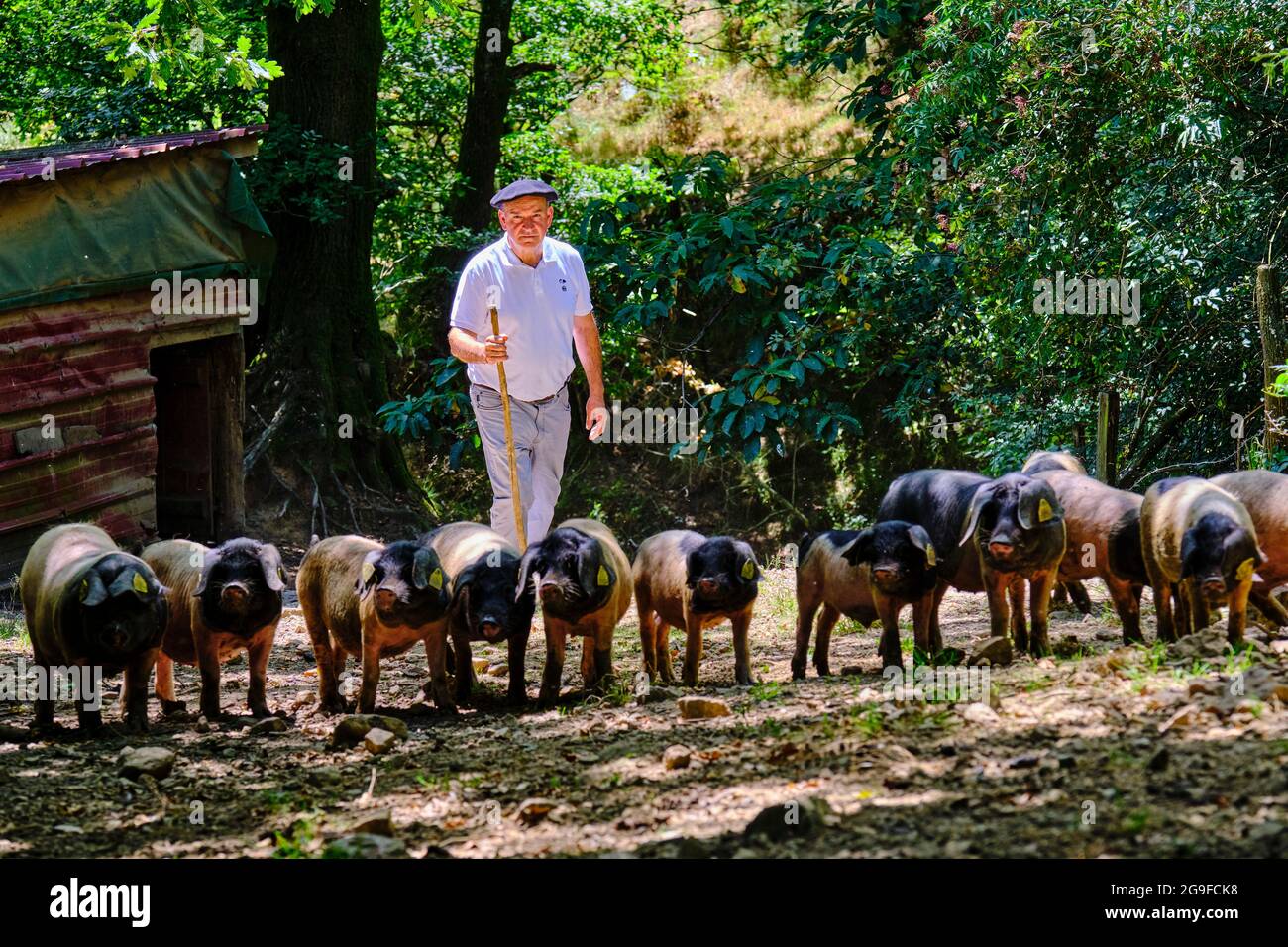 France, Pyrénées-Atlantiques (64), pays Basque, vallée des Aldudes, élevage de porcs basques de la race du magpie noir par Pierre Oteiza Banque D'Images