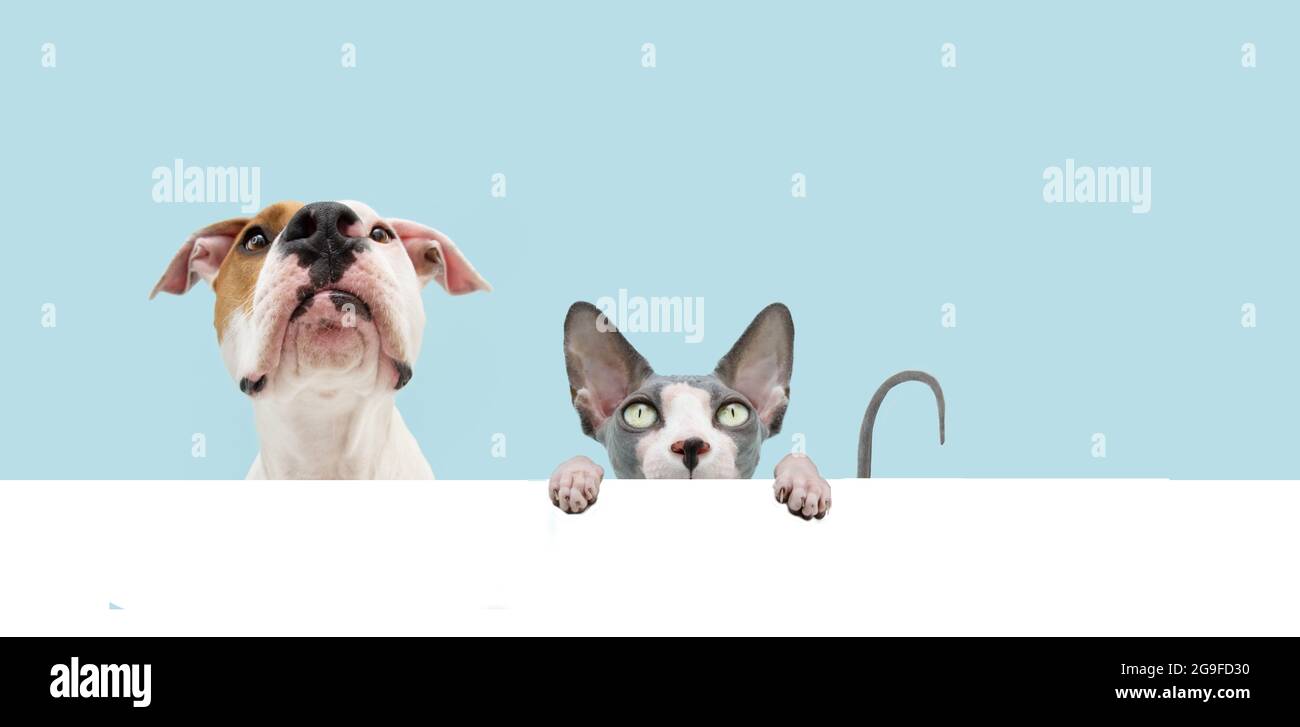 Banniere Drole Chat Et Chien Cacher Sphynx Et Staffordshire Americain Suspendu Dans Un Blanc Isole Sur Fond Bleu Photo Stock Alamy