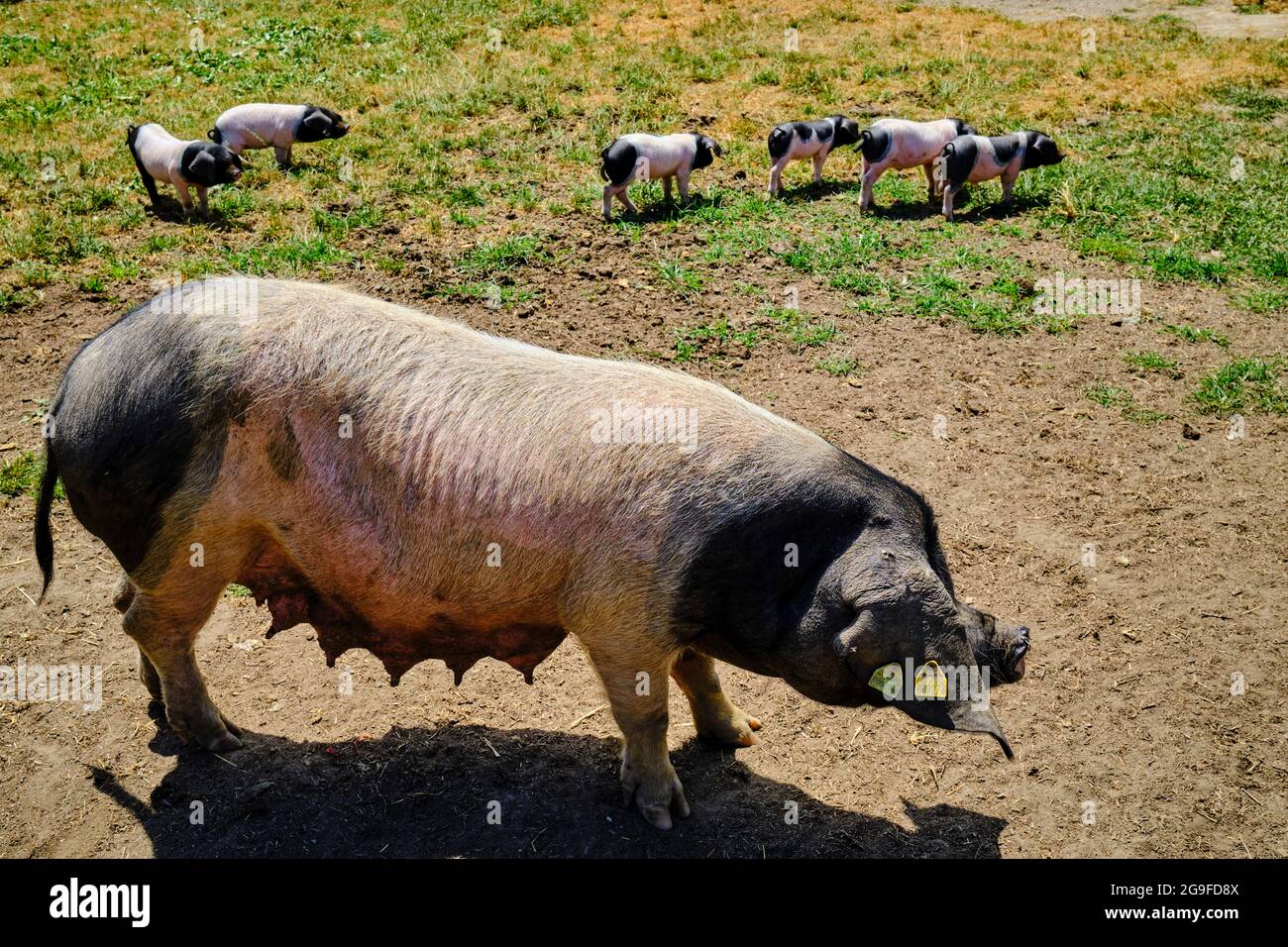 France, Pyrénées-Atlantiques (64), pays Basque, vallée des Aldudes, élevage de porcs basques de la race du magpie noir par Pierre Oteiza Banque D'Images