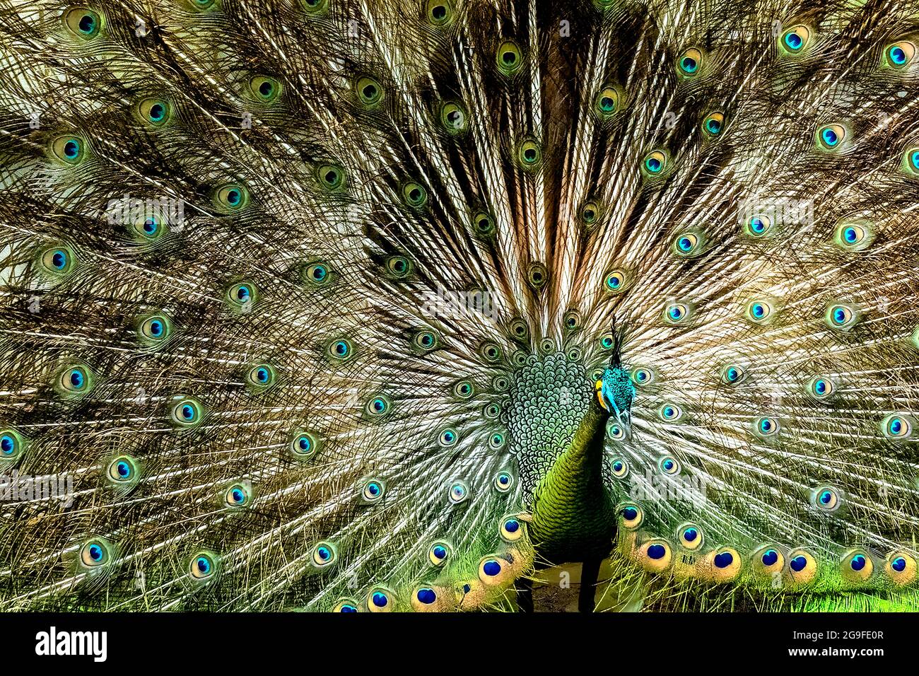 Ce joli paon mâle avec le nom scientifique de Pavo muticus montre ses belles plumes à son couple proche pour attirer son attention Banque D'Images