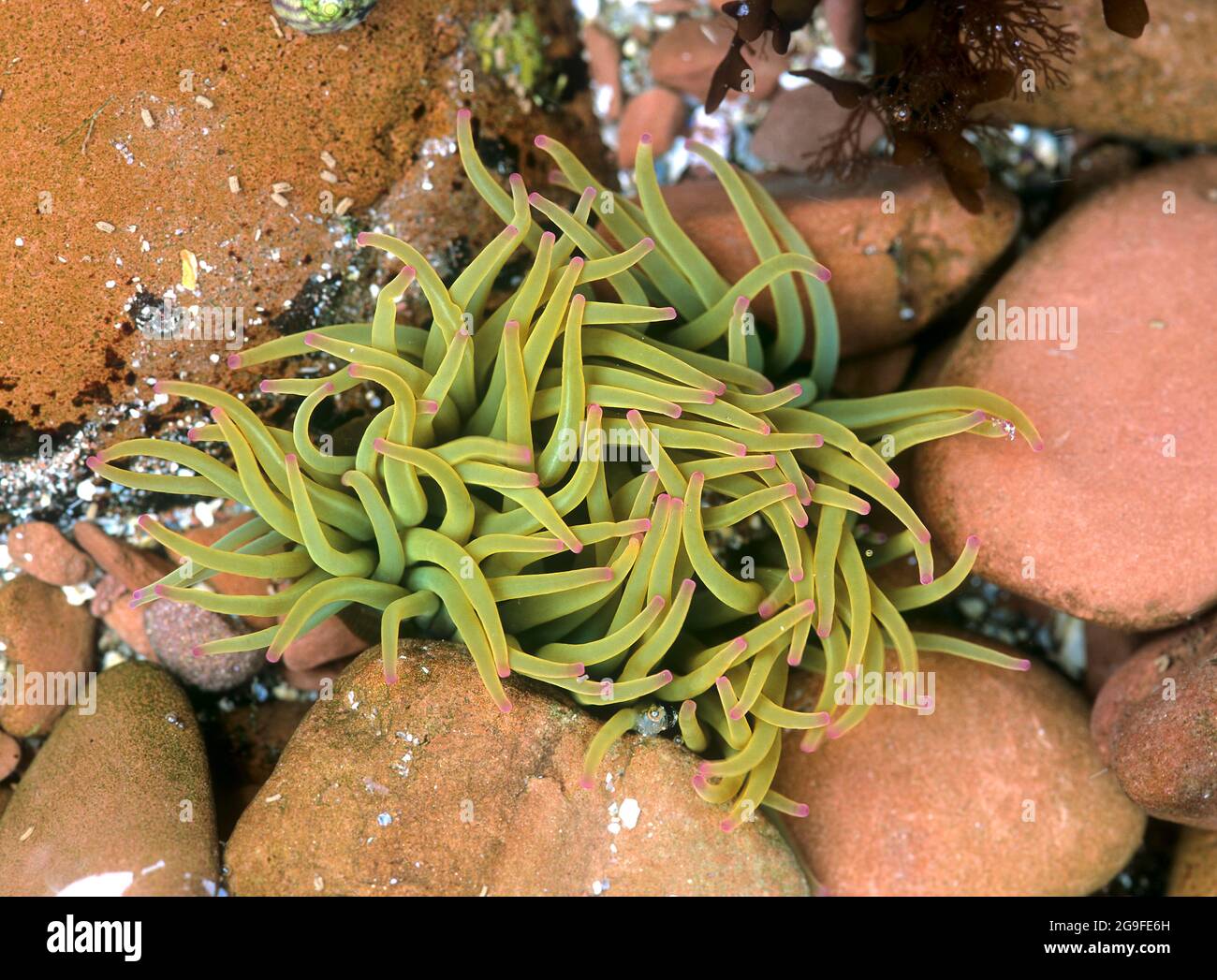 Snakeslock Anemone (Anemonia sulcata) dans la mer du Nord. Angleterre, Grande-Bretagne Banque D'Images