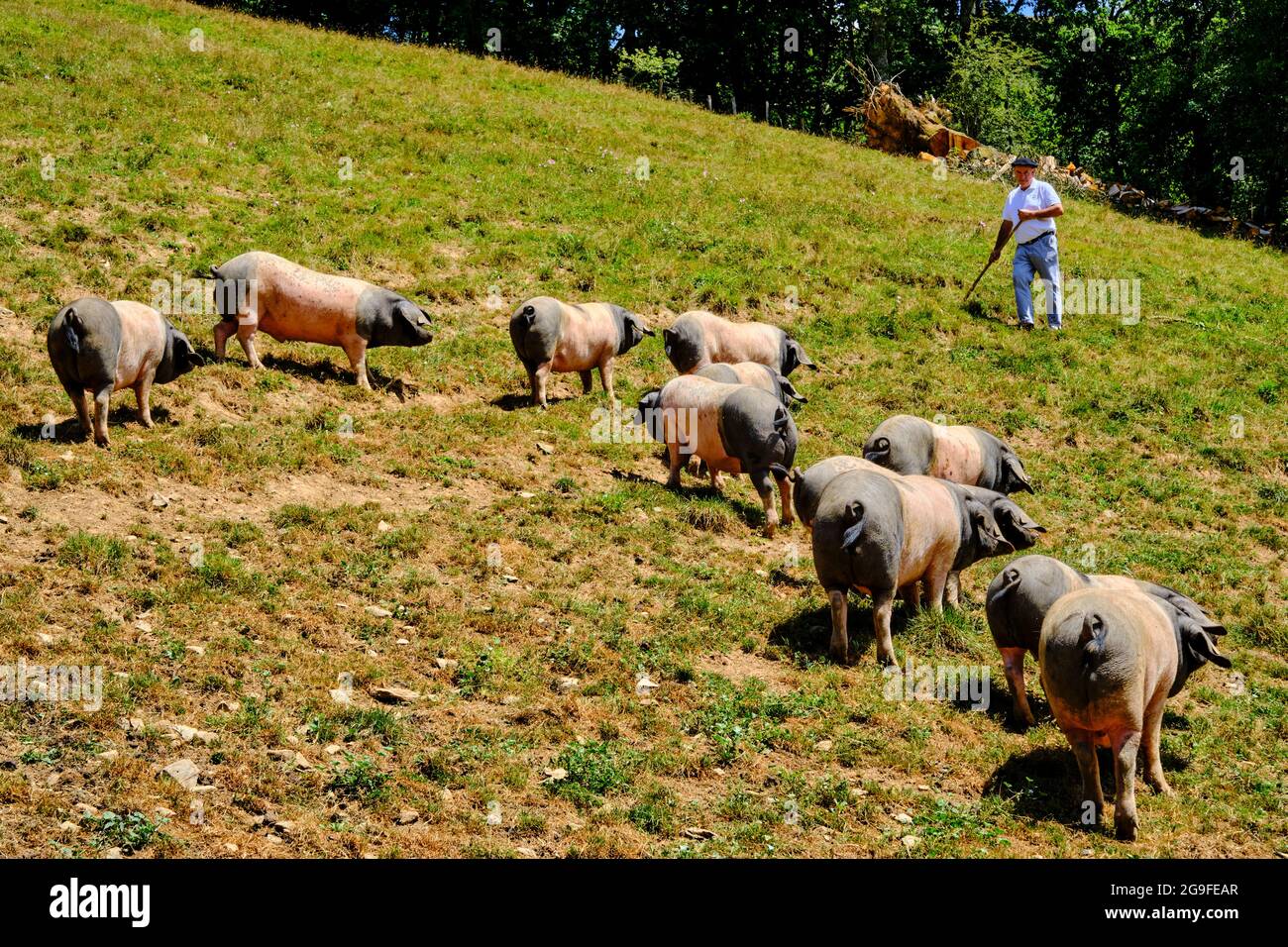 France, Pyrénées-Atlantiques (64), pays Basque, vallée des Aldudes, élevage de porcs basques de la race du magpie noir par Pierre Oteiza Banque D'Images