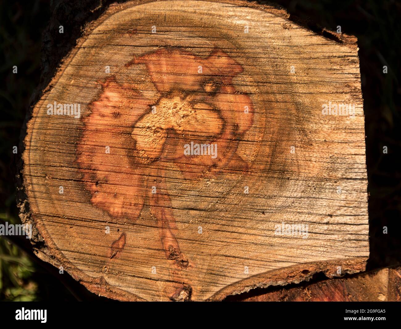 Log fraîchement scié d'avocat (persea americana) de forme irrégulière. Travaux d'élagage dans les vergers commerciaux du Queensland, en Australie Banque D'Images