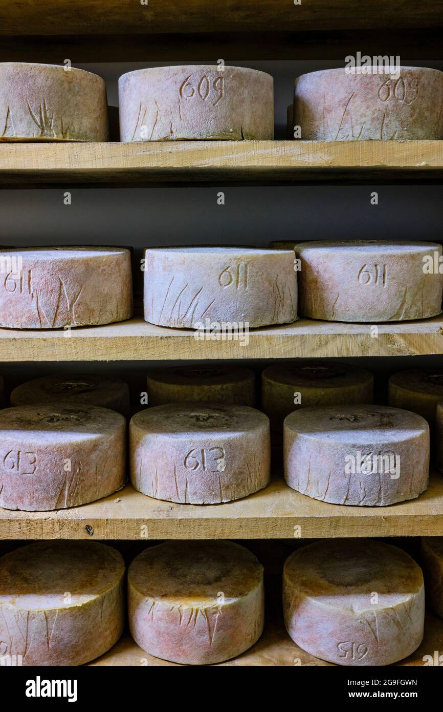France, Pyrénées-Atlantiques (64), pays Basque, Vallée des Aldudes, Céline Monaco, producteur de fromages Ossau-Iraty Banque D'Images