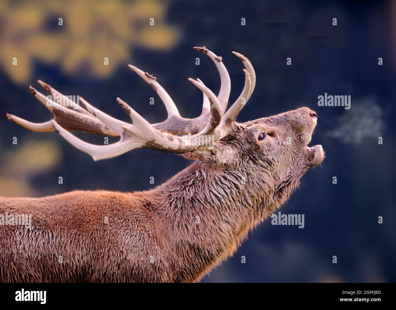 Red Deer (Cervus elaphus). Torchage, portrait. Autriche Banque D'Images