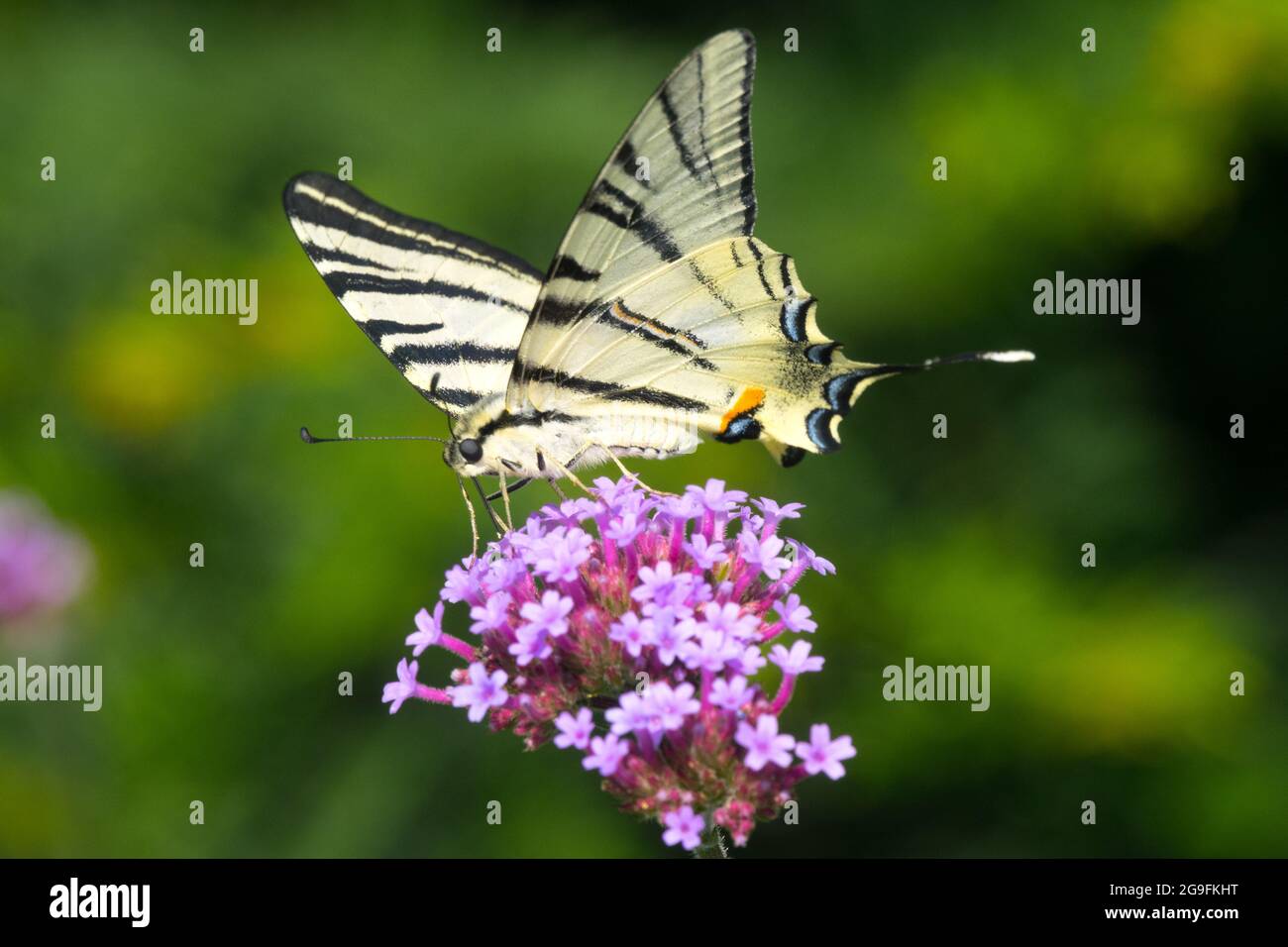 Rare Swallowtail Butterfly sur Verbena Banque D'Images