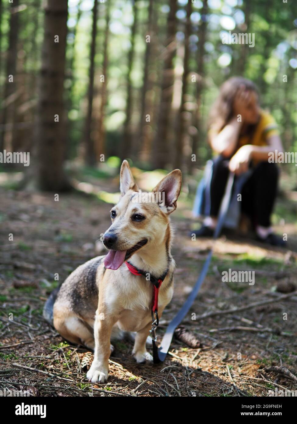 Une jeune femme marche le petit chien dans la forêt estivale Banque D'Images