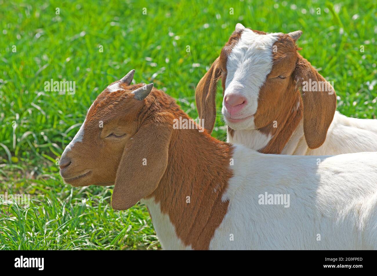 Boer Goat. Chèvre Boer. Deux enfants s'approchent les uns des autres dans l'herbe fraîche. Grande-Bretagne Banque D'Images